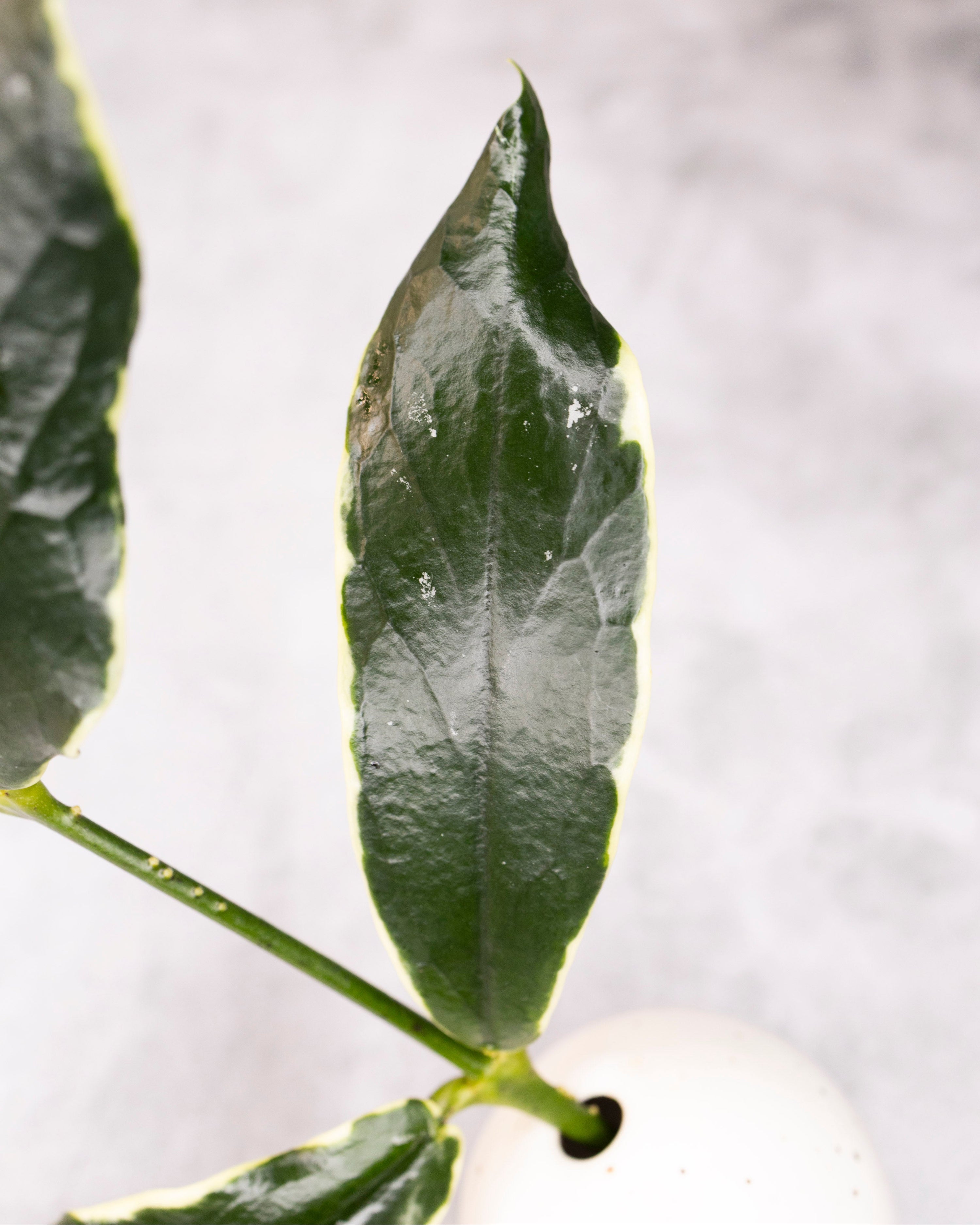 Close-up of a green leaf with a blurred background