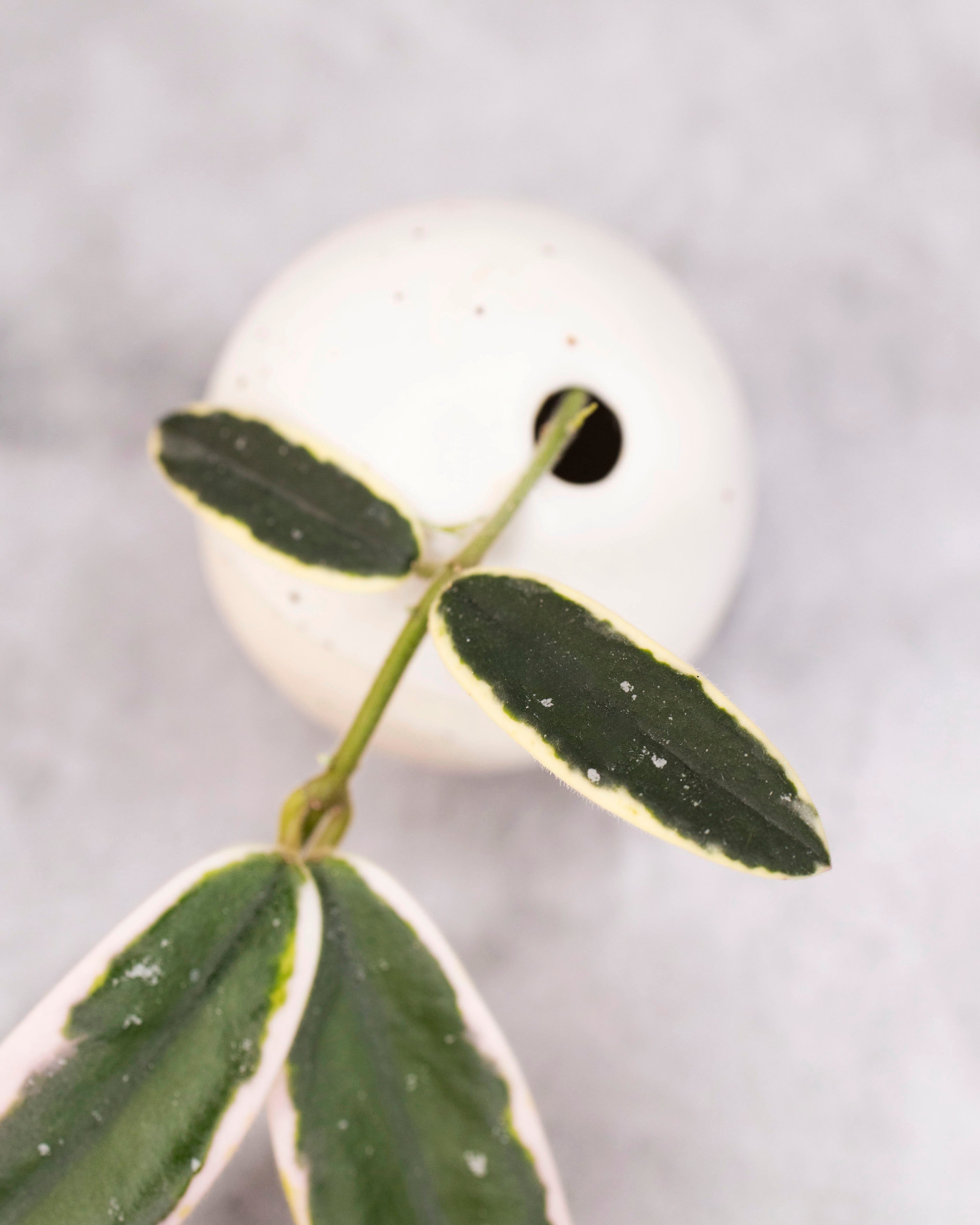 Hoya lyi &