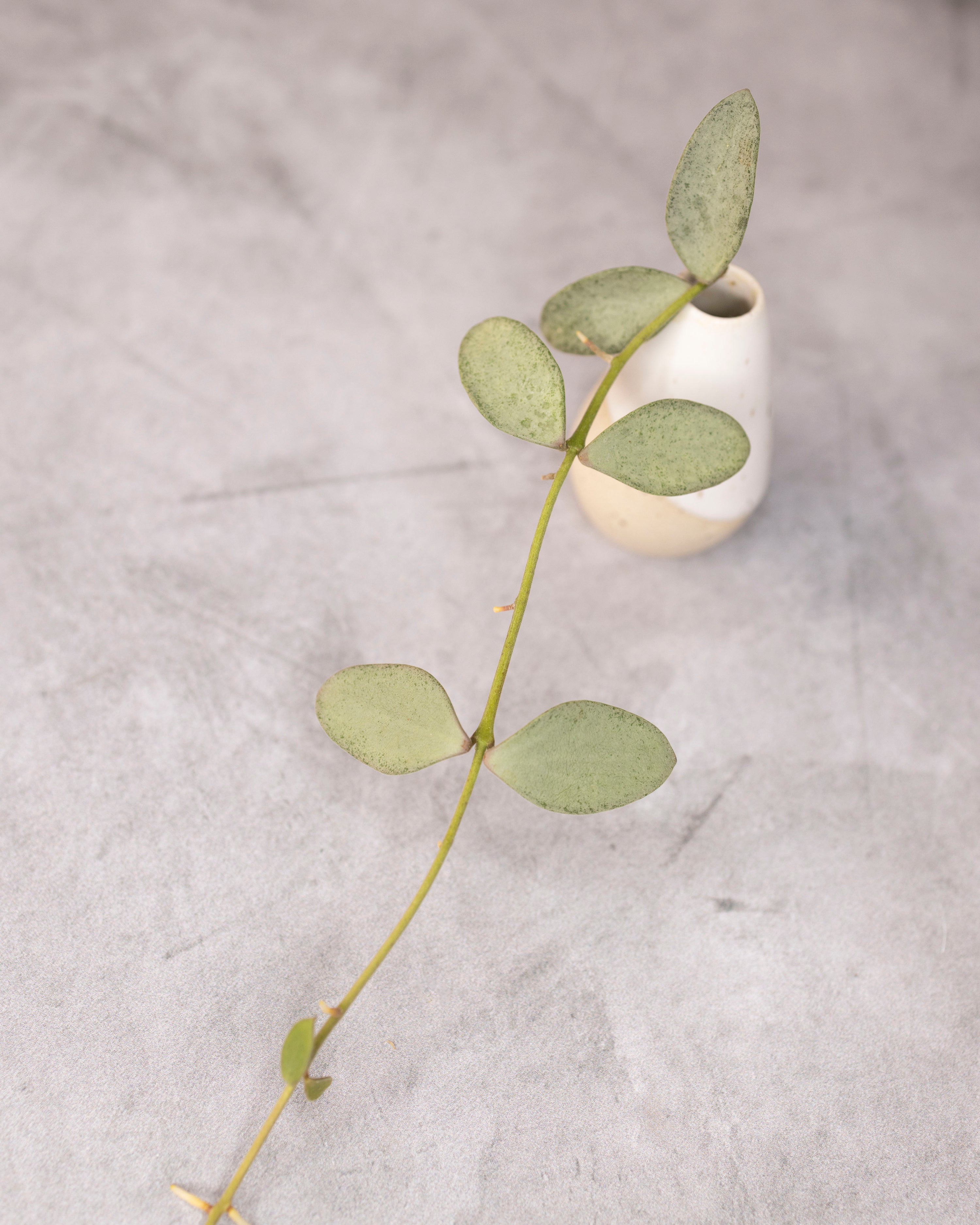 Hoya nummularioides (silver)