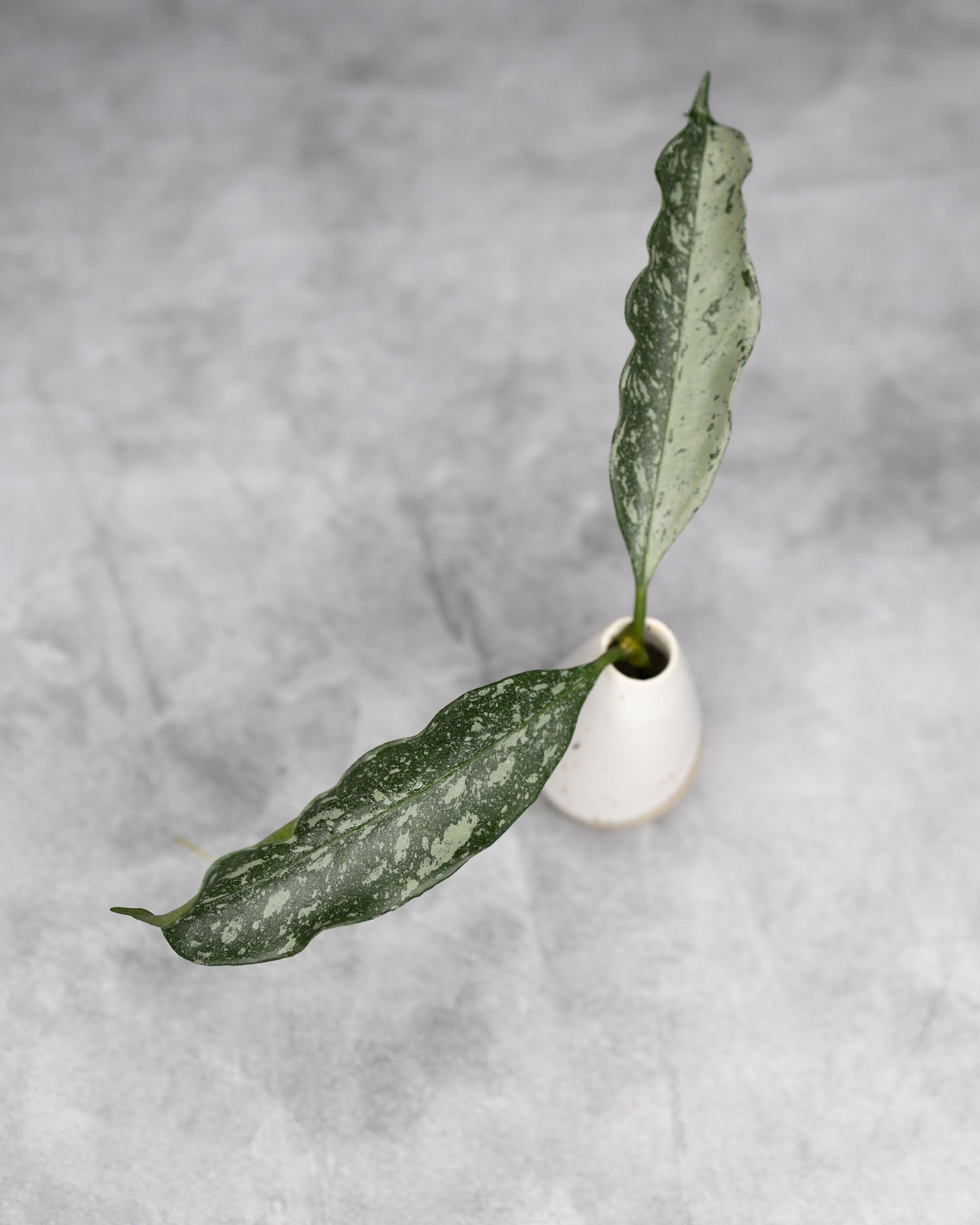 Hoya occultata Silver (Wavy Leaves)
