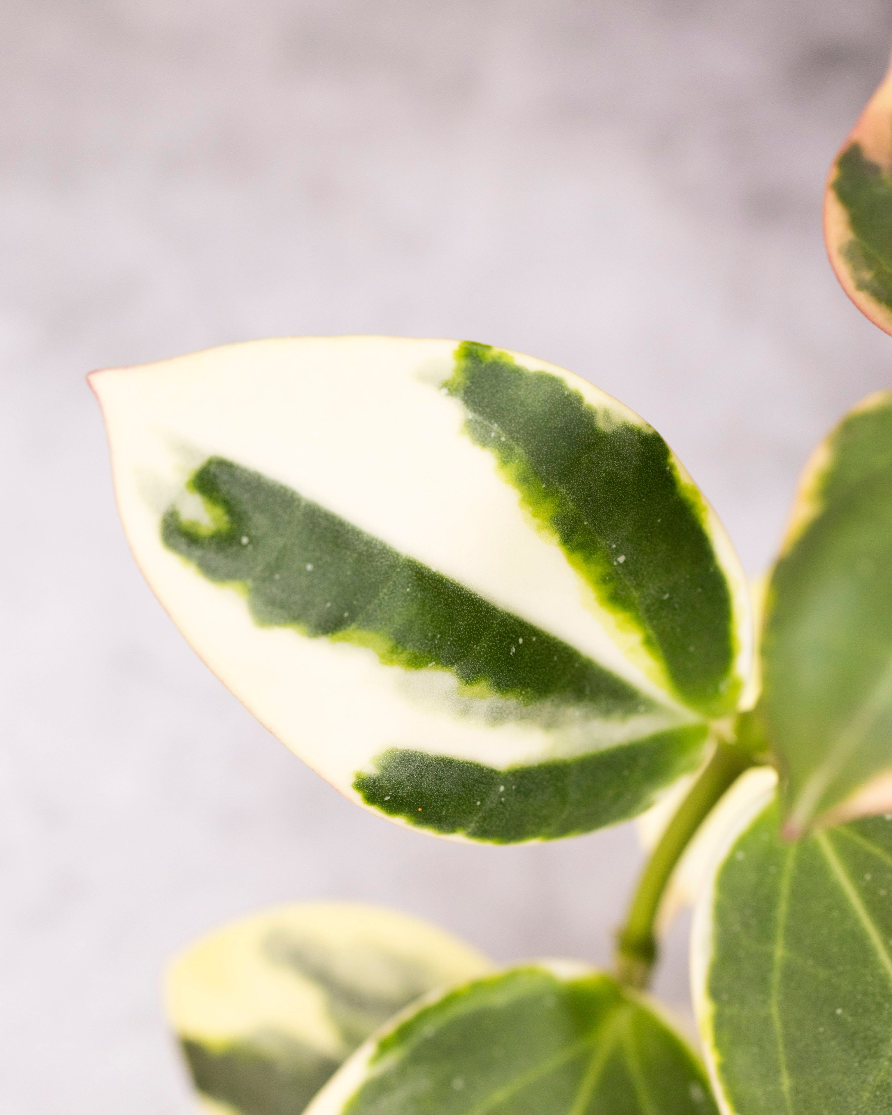 Close-up of a green leaf with white veins on a blurred background