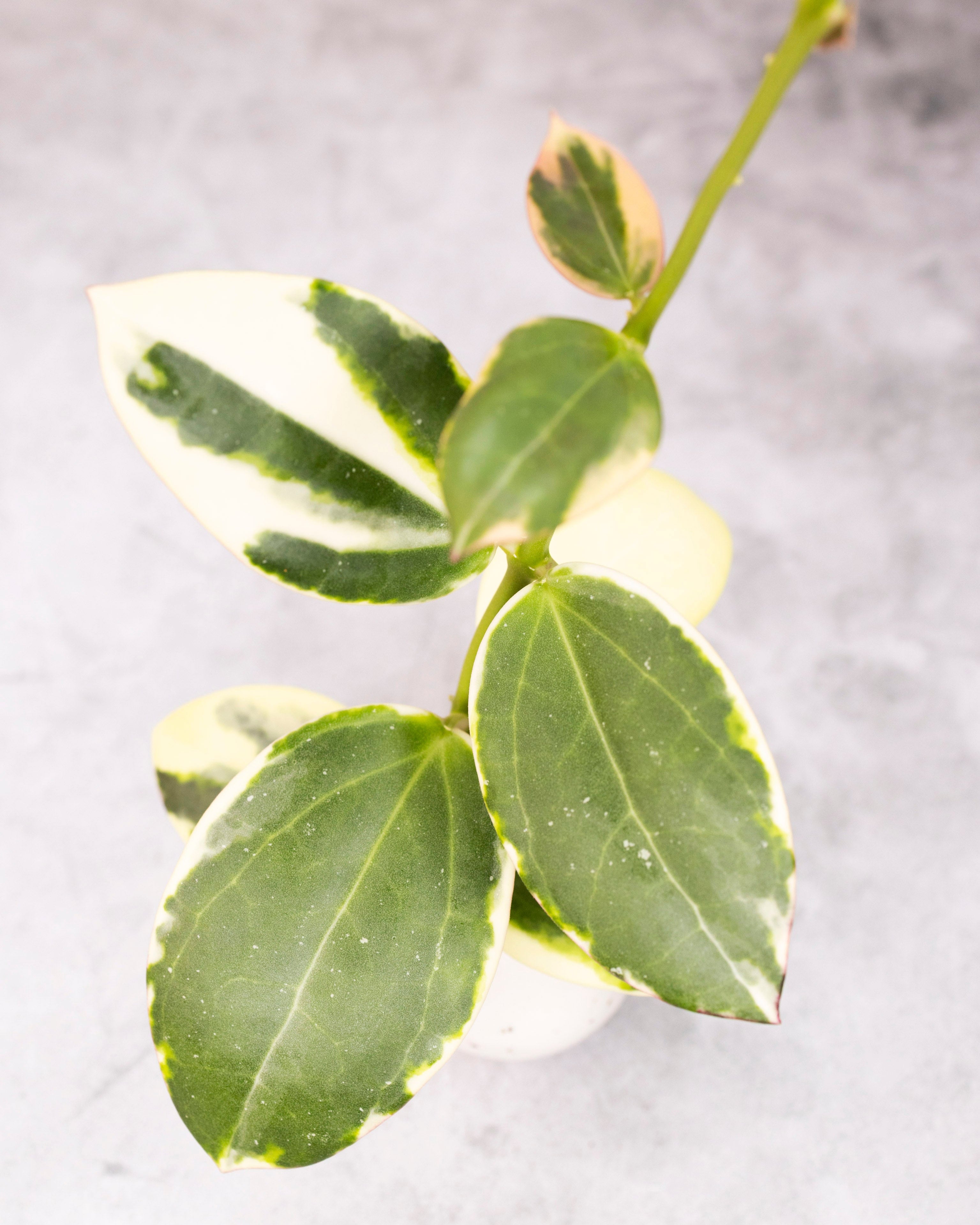 Hoya para (outer variegated)