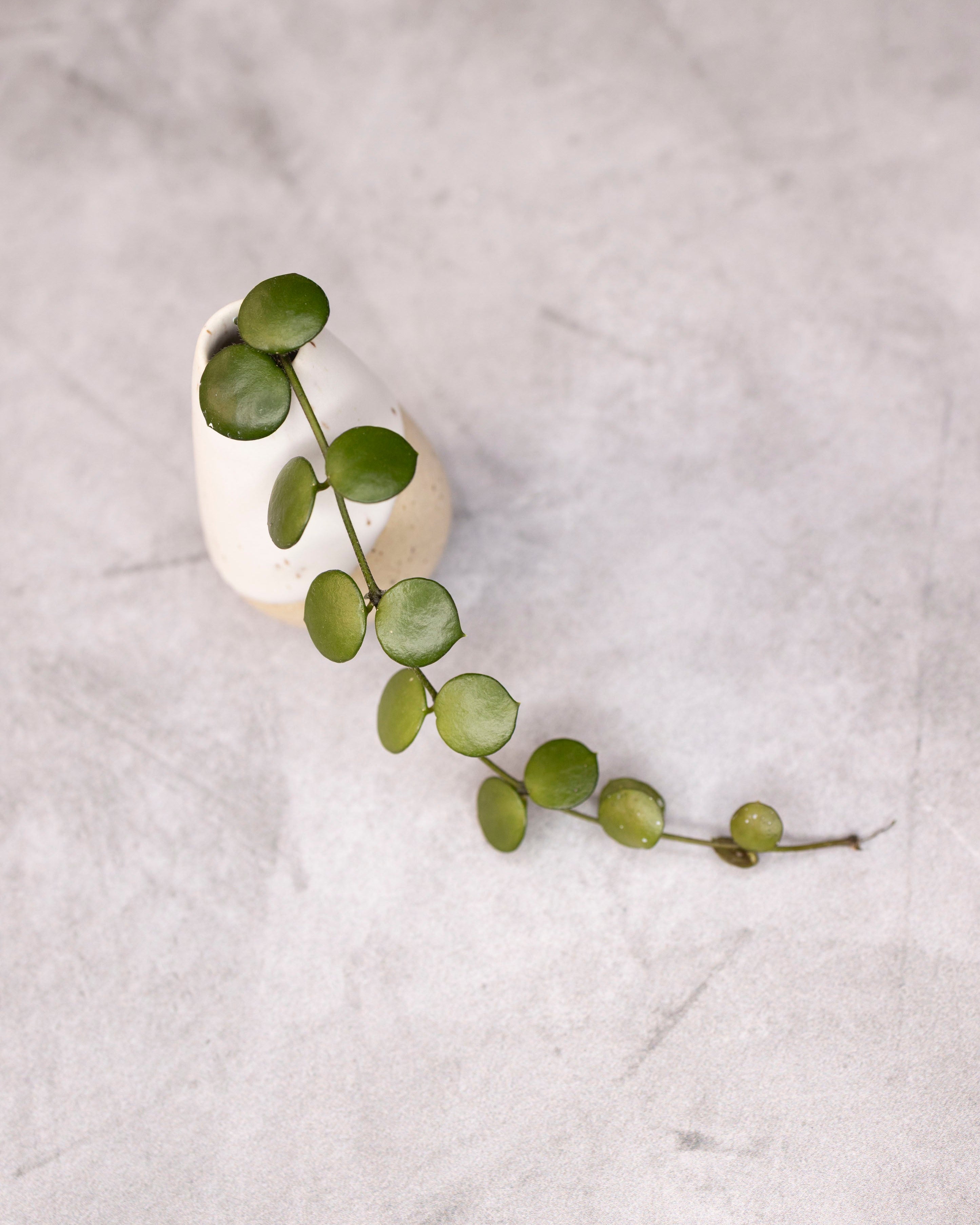 Small white planter with a green vine on a light gray background
