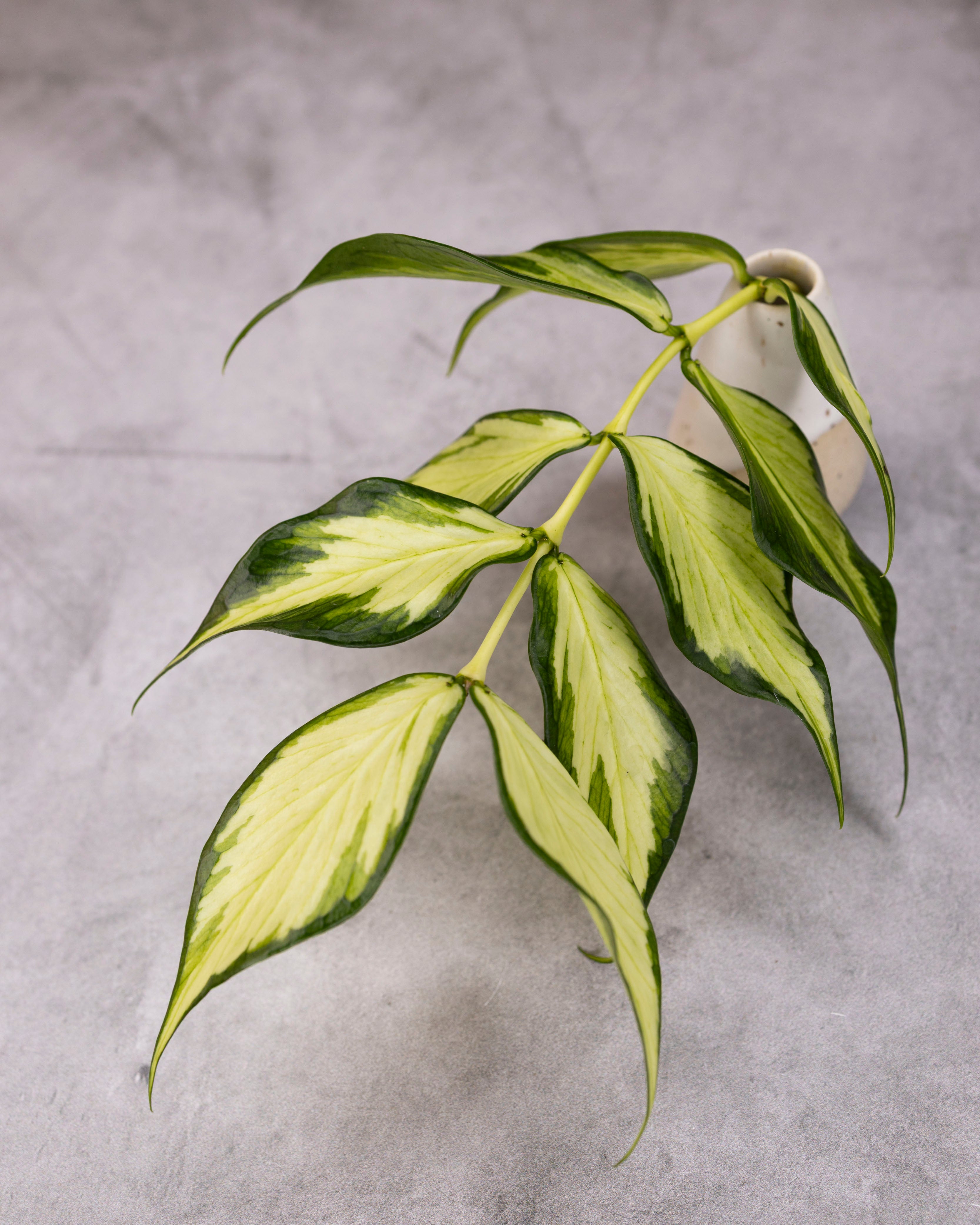 Hoya polyneura (inner variegated)
