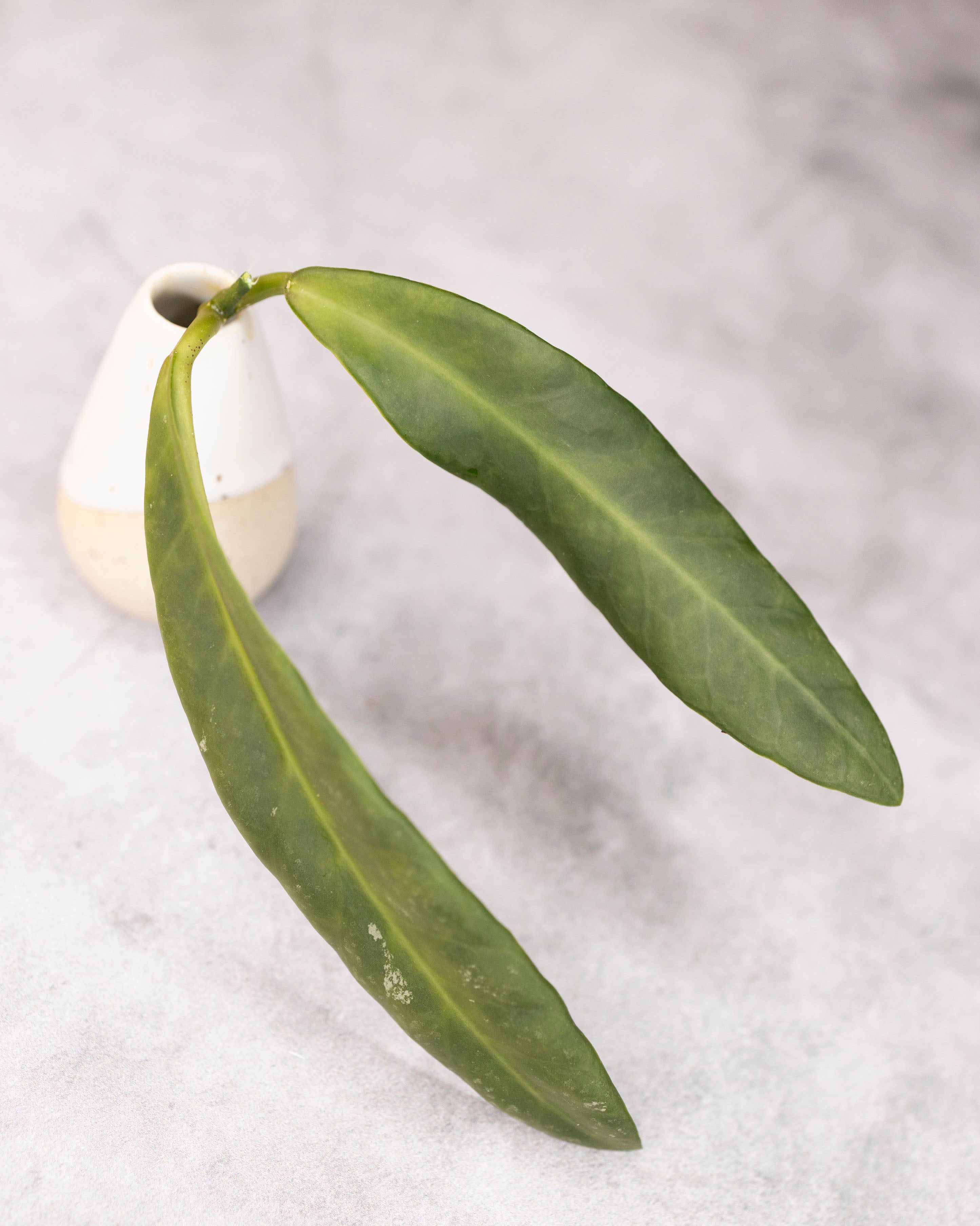 Hoya pulchra