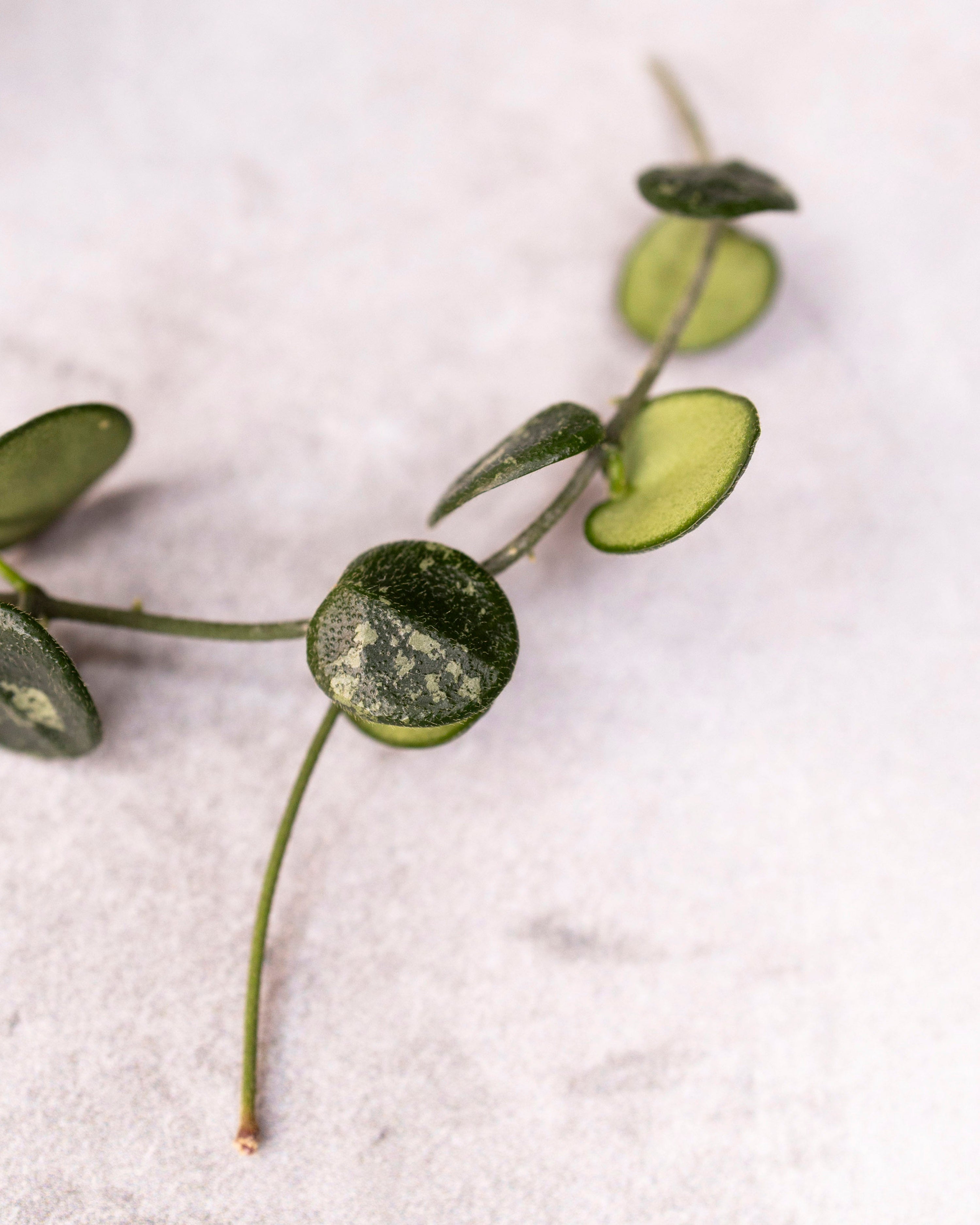 Hoya serpens (Splash)