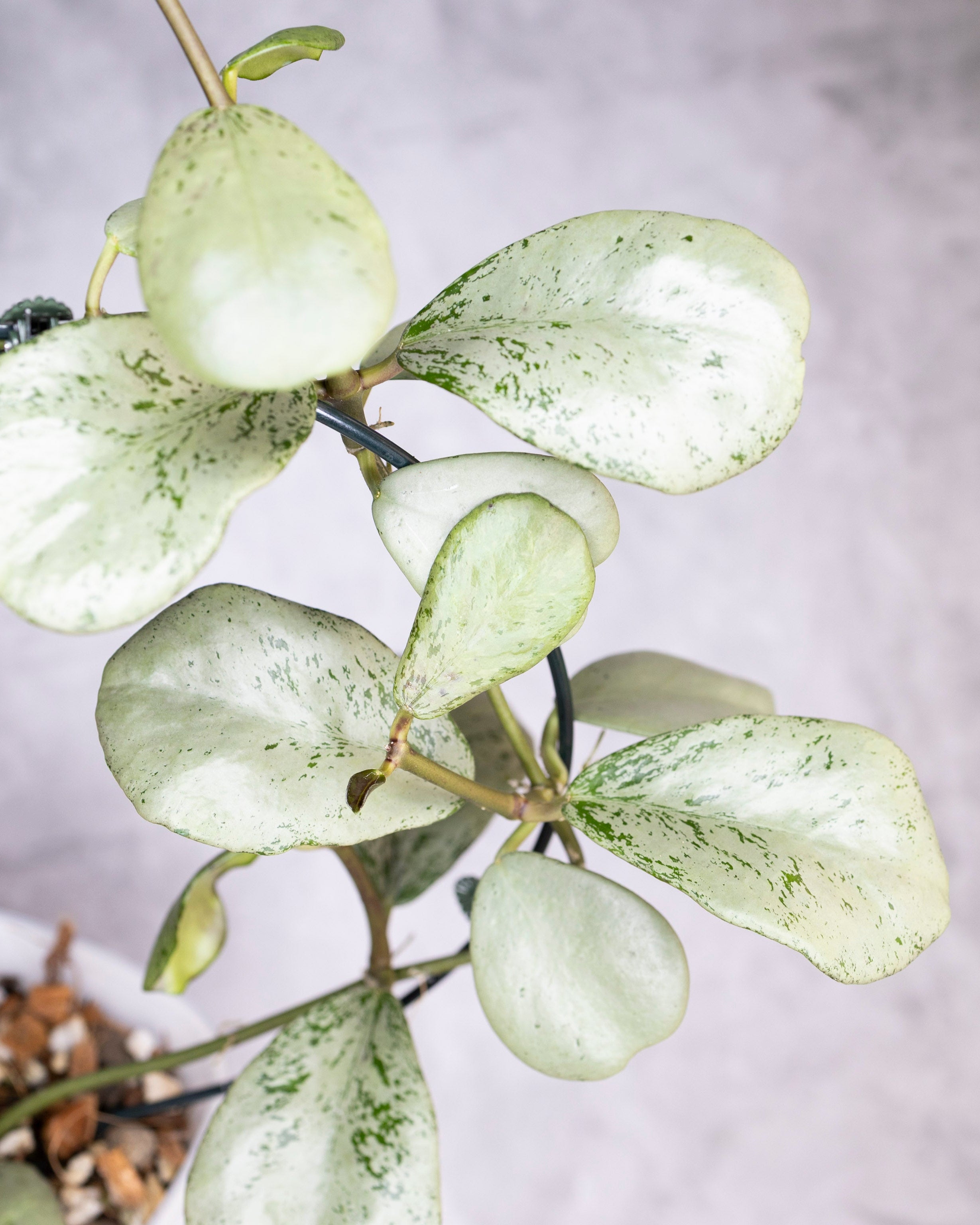 Hoya sp Chiang Dao Silver, close-up of a plant with light green leaves on a blurred background