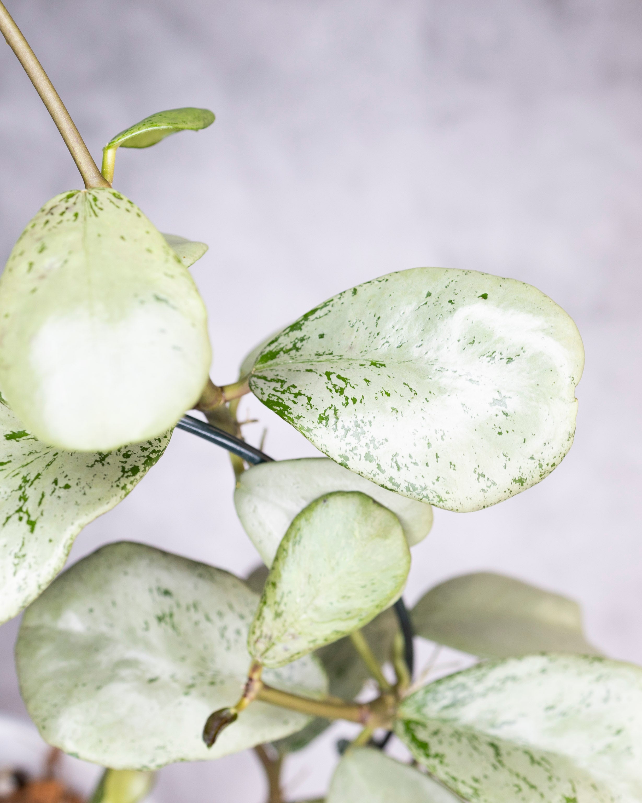 Hoya sp Chiang Dao Silver, close-up of a plant with green leaves on a blurred background
