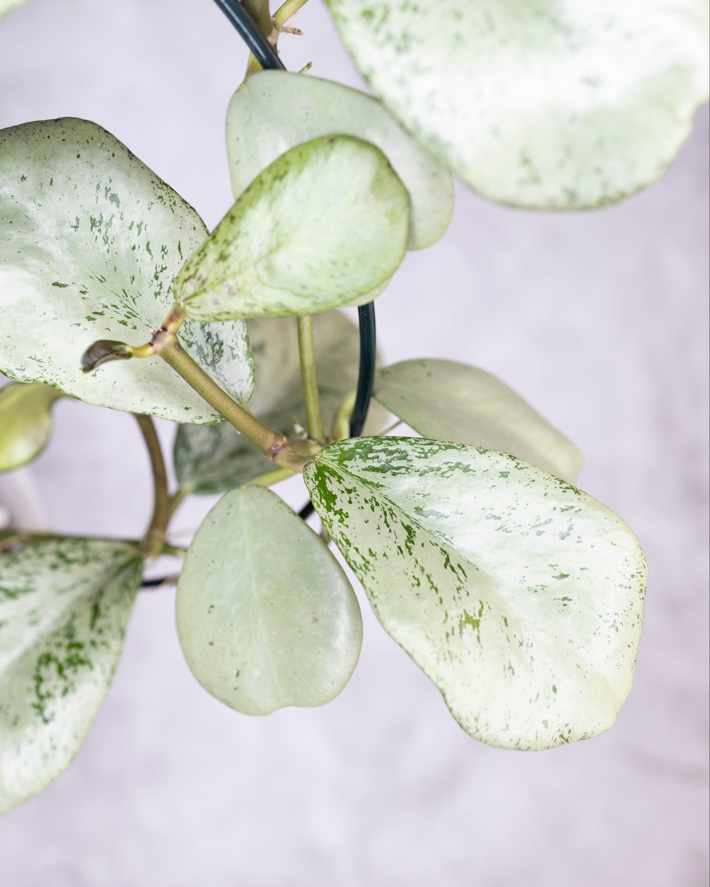 Hoya sp Chiang Dao Silver, close-up of a plant with light green leaves on a blurred background