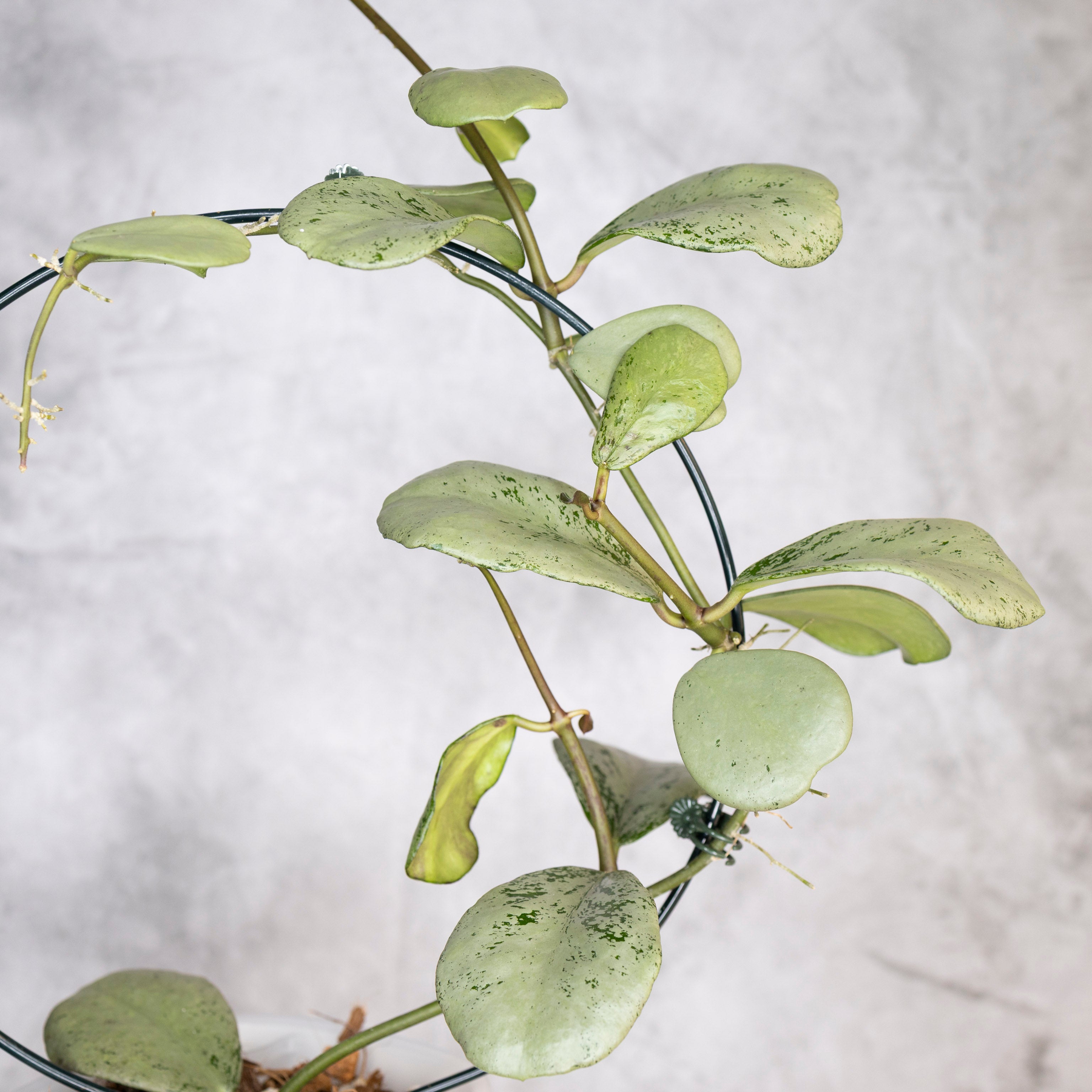 Hoya sp Chiang Dao Silver, leafy branch on a light gray background