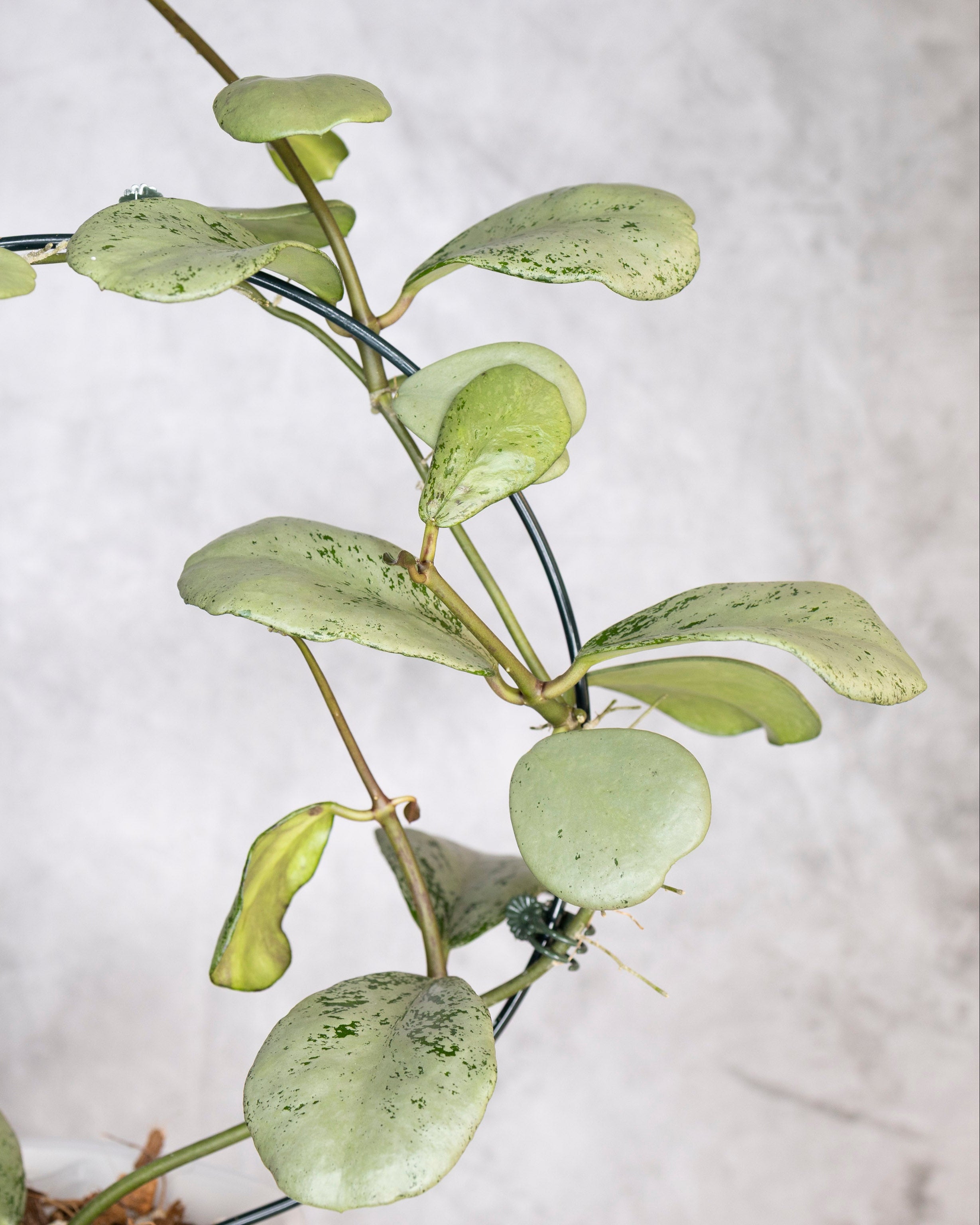 Hoya sp Chiang Dao Silver, leafy branch on a light gray background