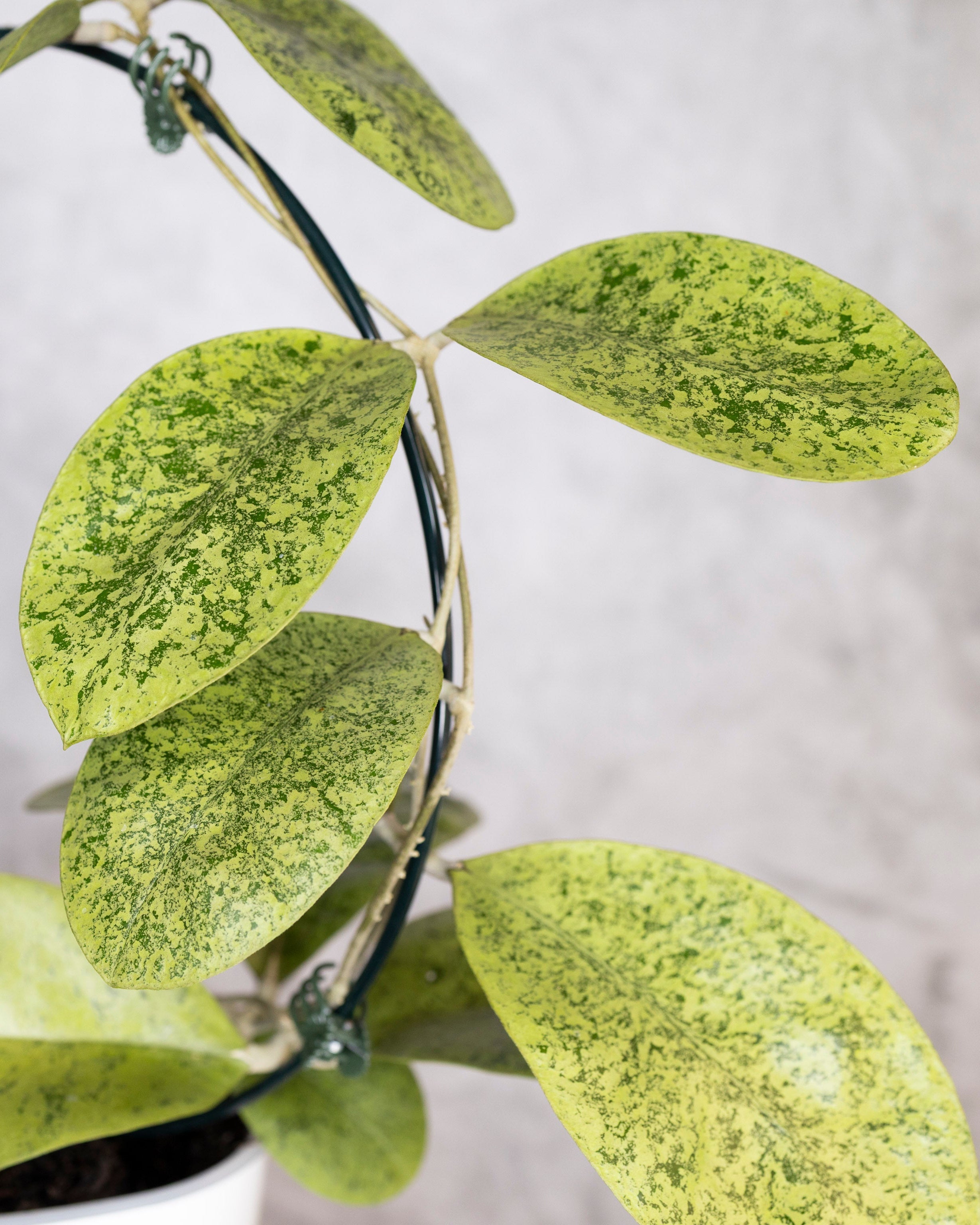 Hoya sp Kapuas Hulu, Close-up of a plant with green leaves on a blurred background