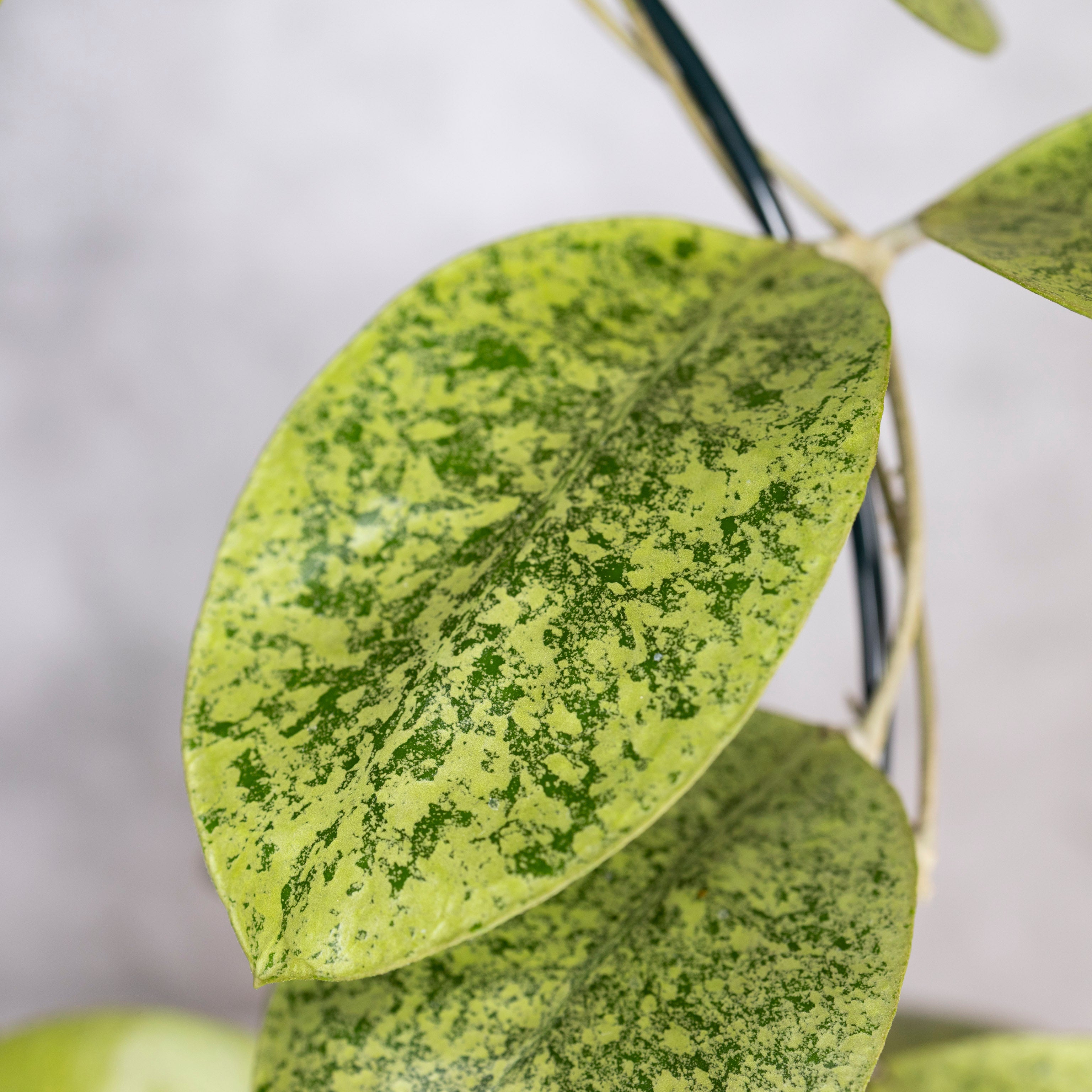 Hoya sp Kapuas Hulu, Close-up of a green leaf with a speckled pattern on a white background