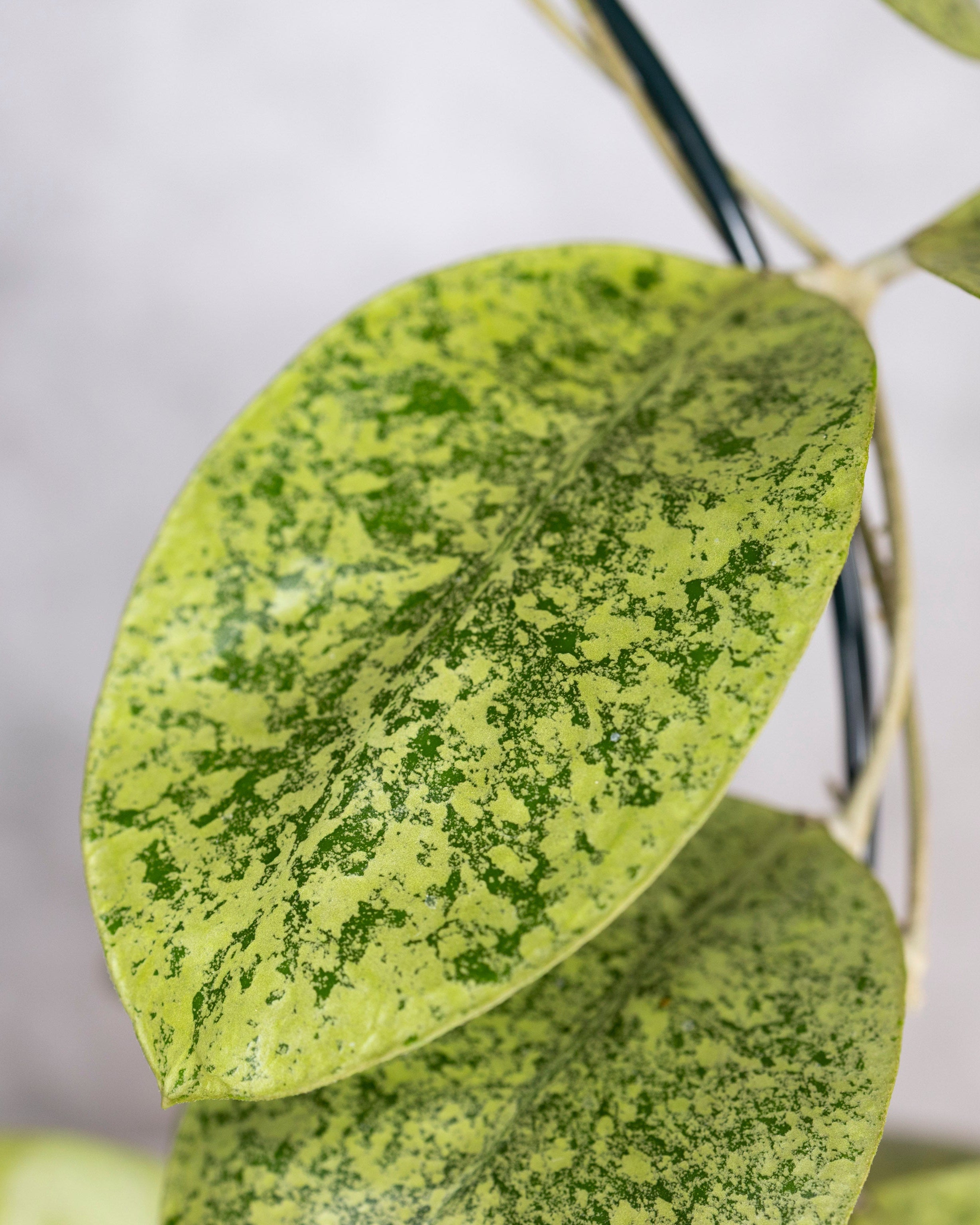 Hoya sp Kapuas Hulu, Close-up of a green leaf with a speckled pattern on a white background