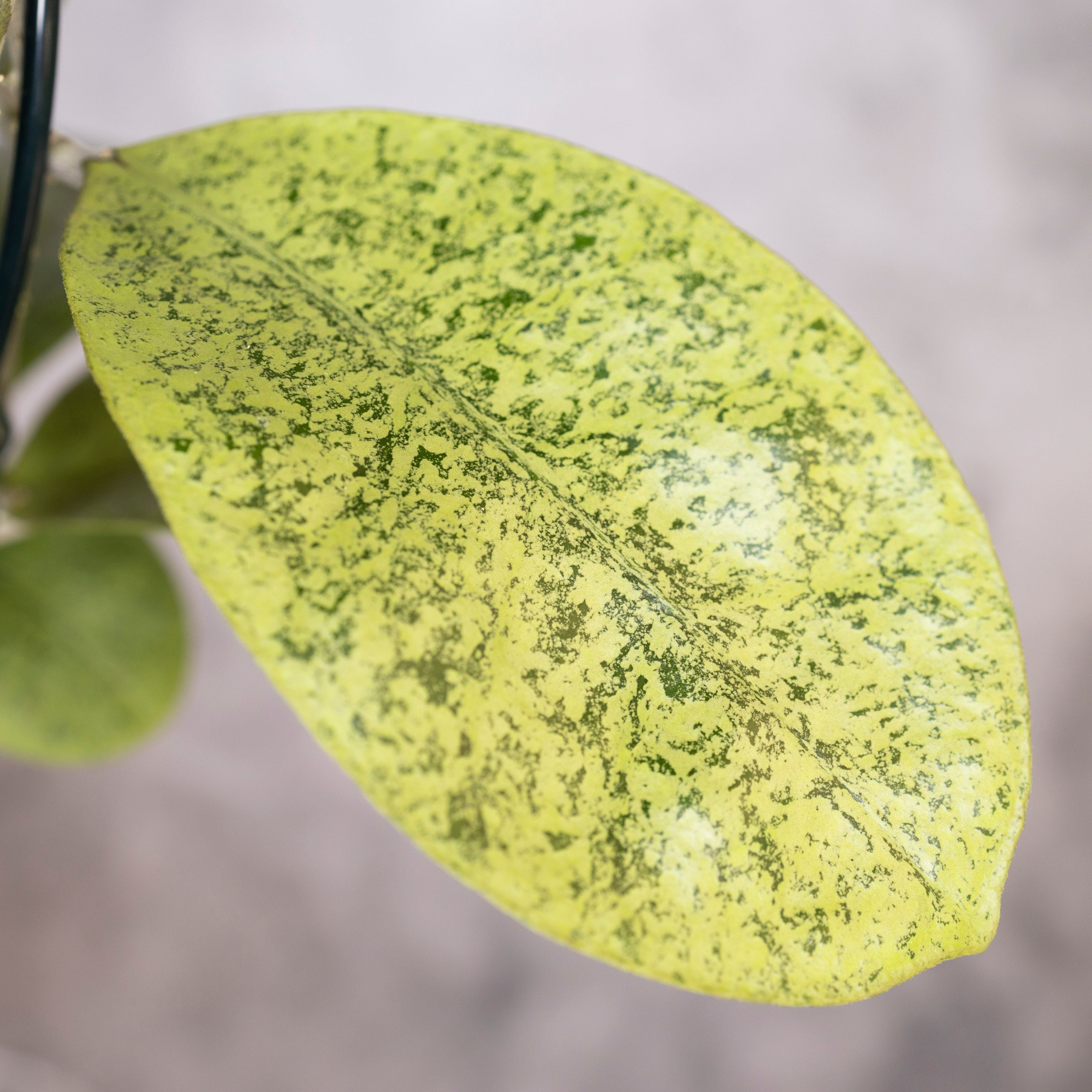 Hoya sp Kapuas Hulu, close-up of a green leaf with a blurred background