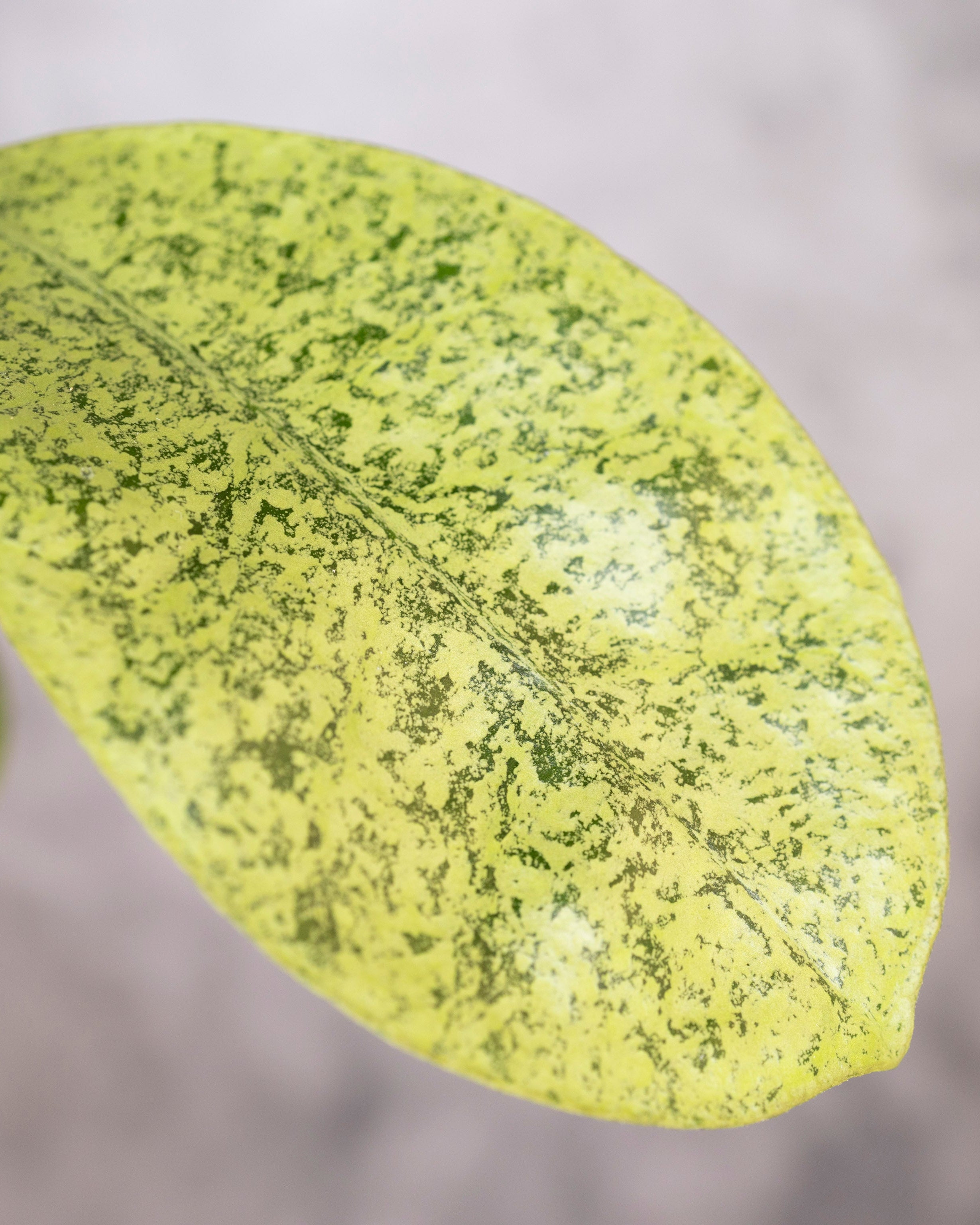 Hoya sp Kapuas Hulu, close-up of a green leaf with a blurred background