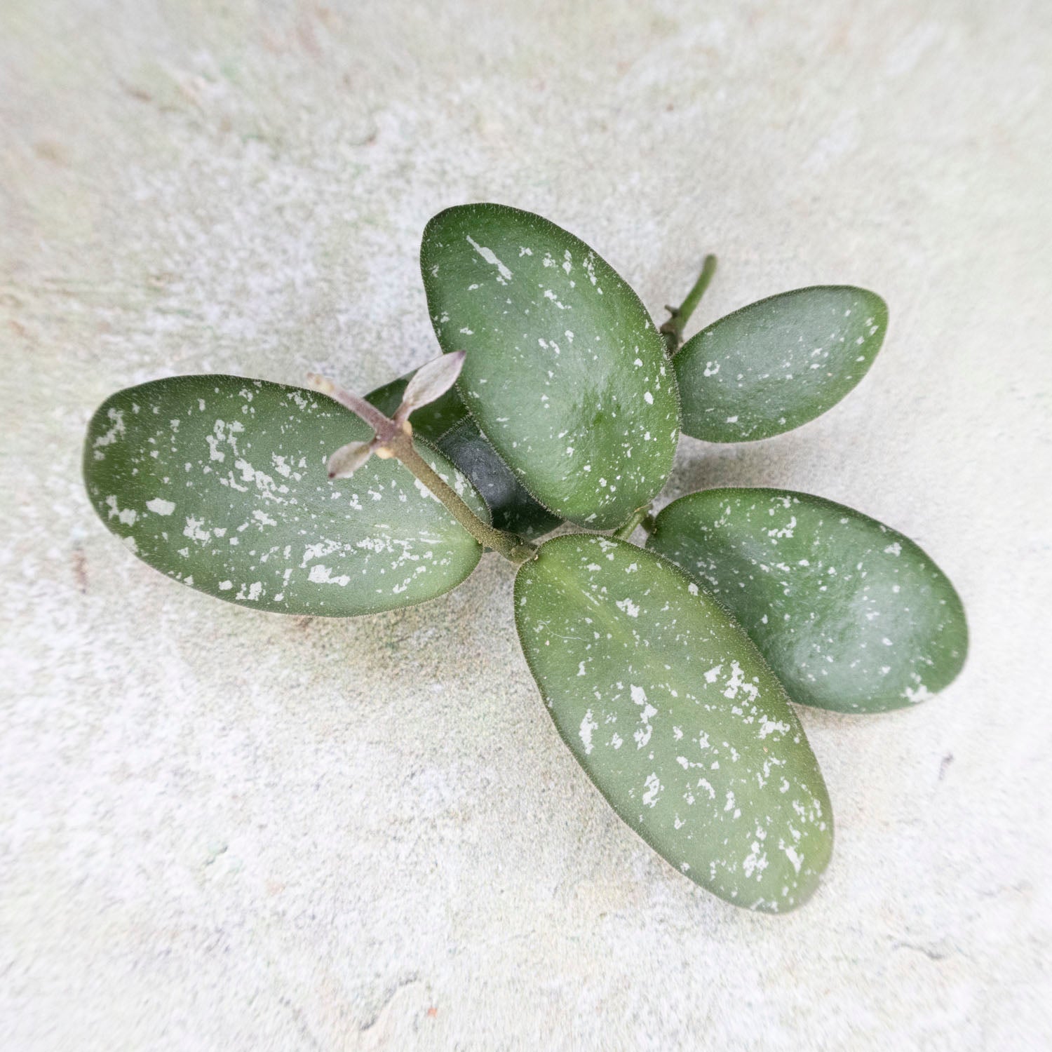 Hoya sp VL9