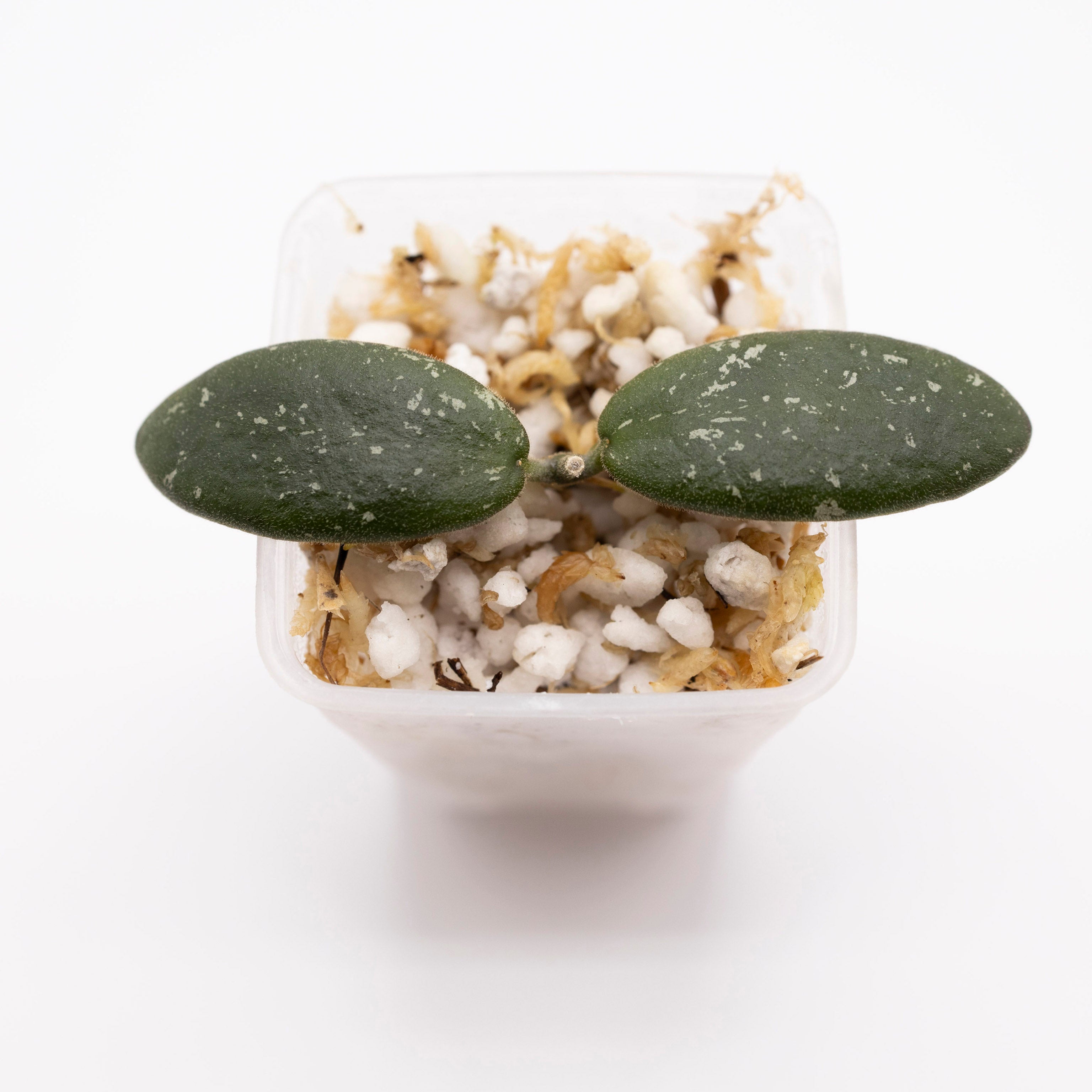 Hoya Lacunosa Snow Leopard