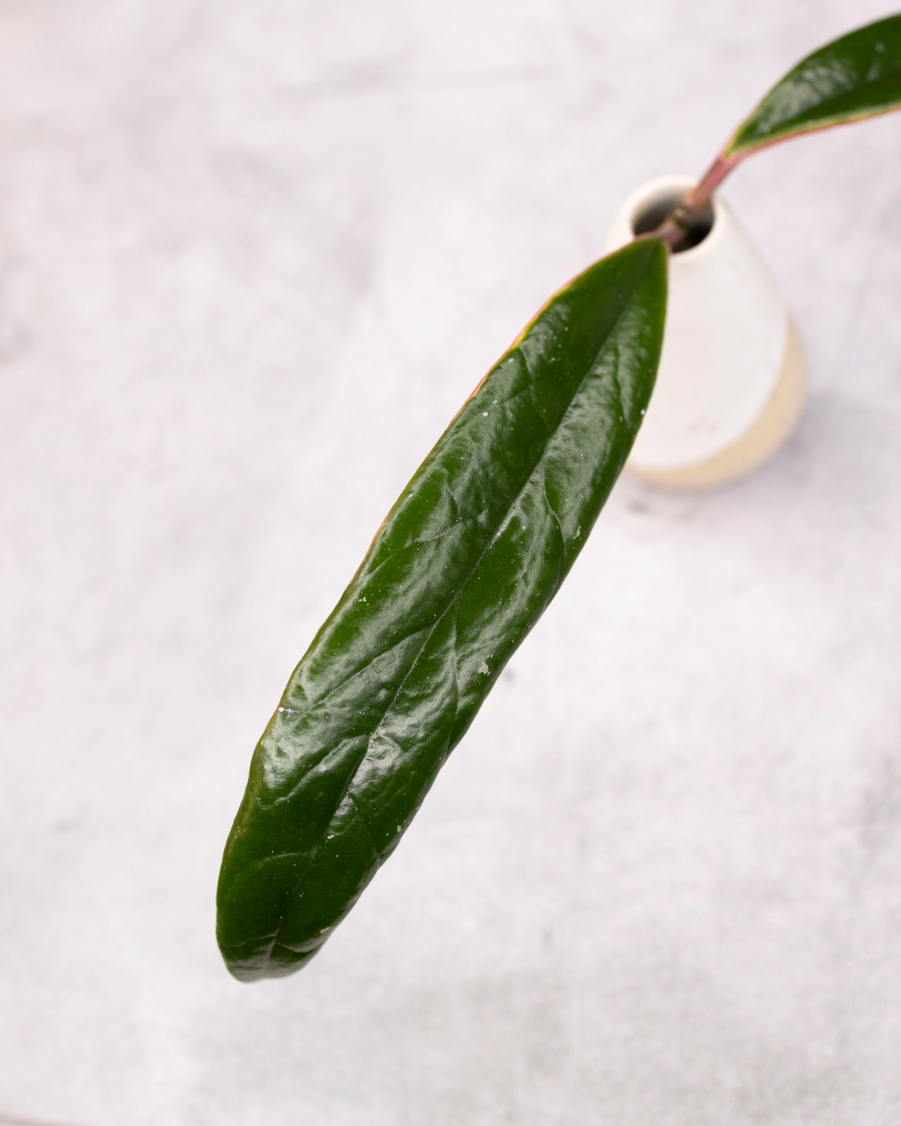 Hoya sulawesiana (Outer Variegated)