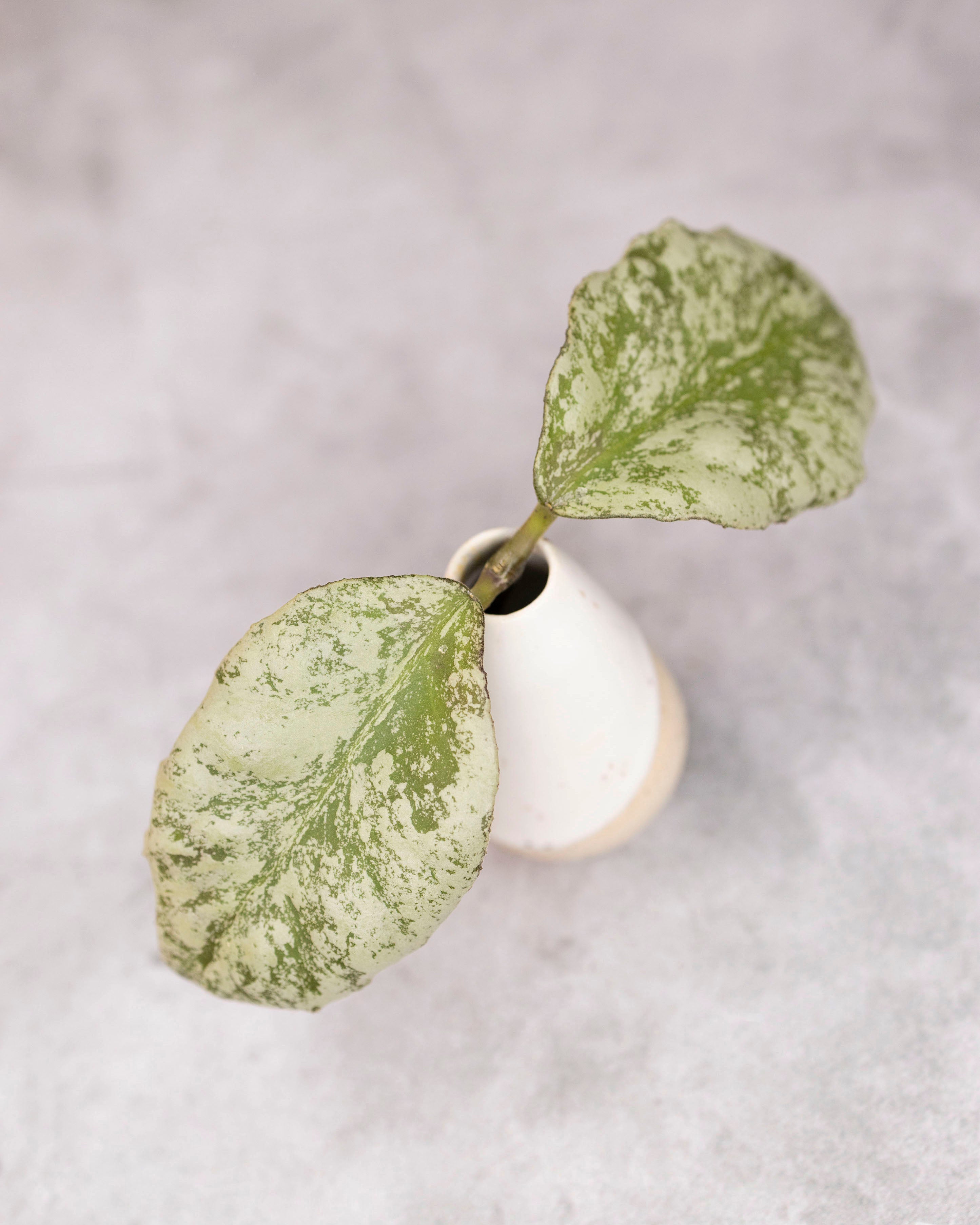 Hoya waymaniae &