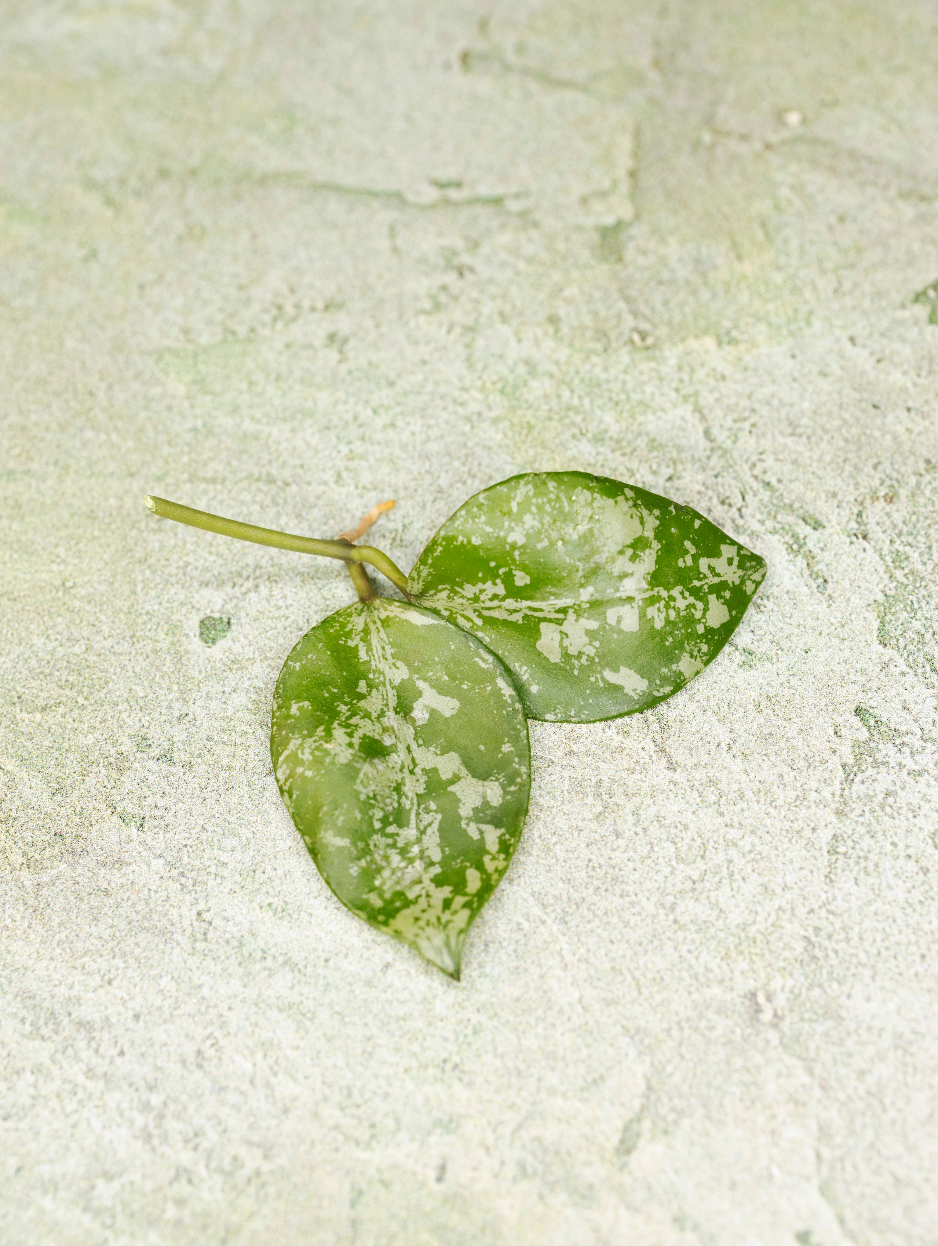 Hoya Lacunosa Sweet Love