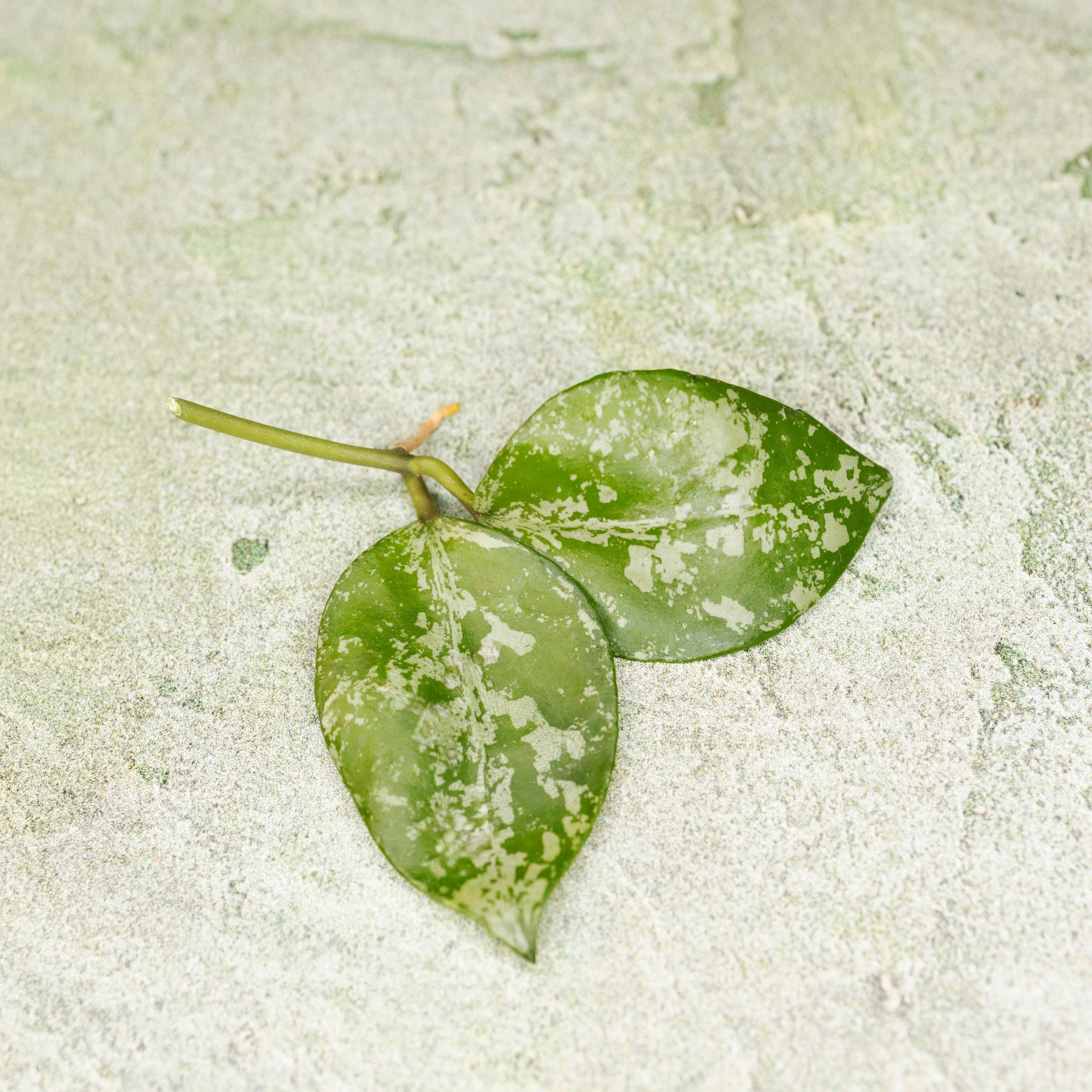 Hoya Lacunosa Sweet Love