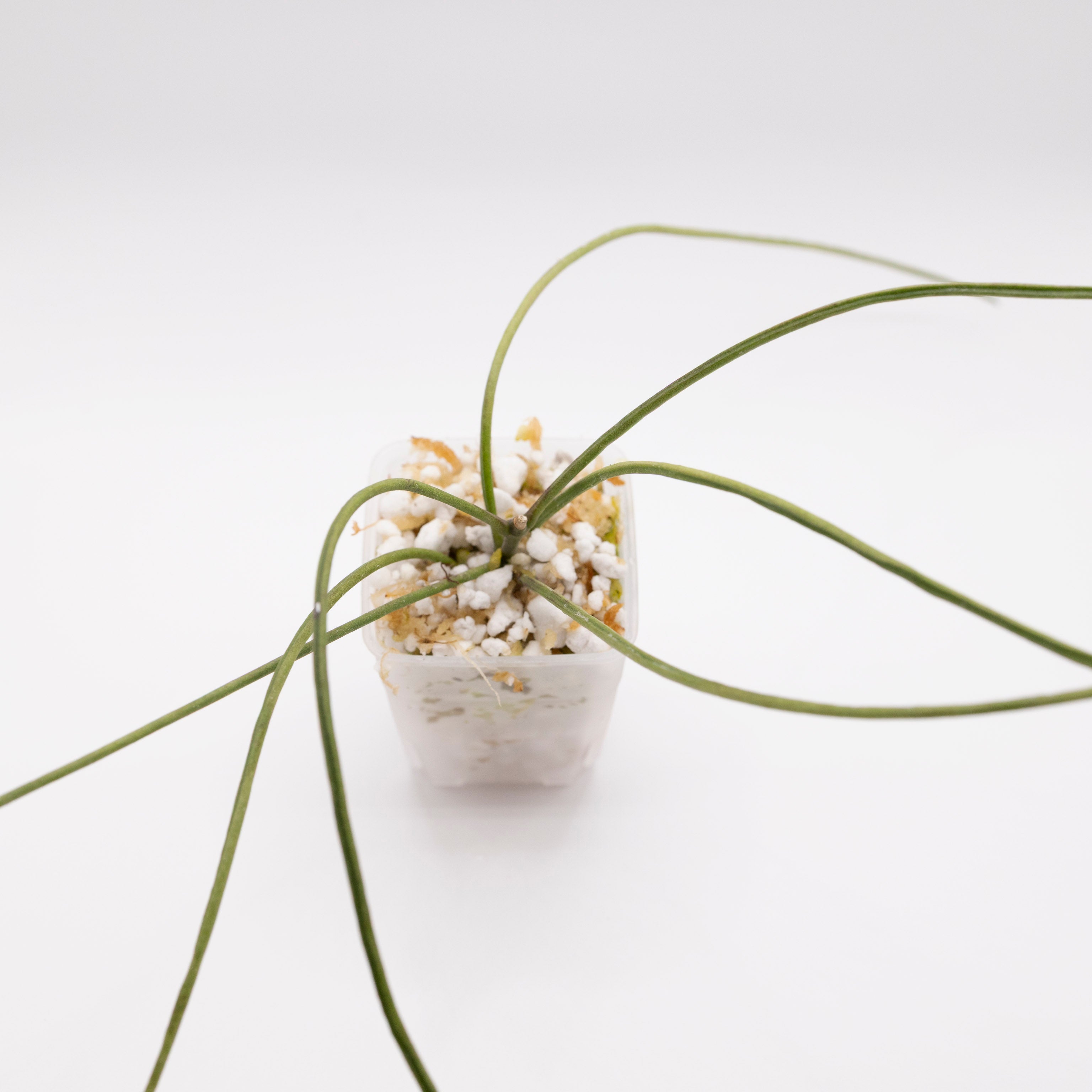 Hoya Biruensis (fka Hoya aff Spartioides)