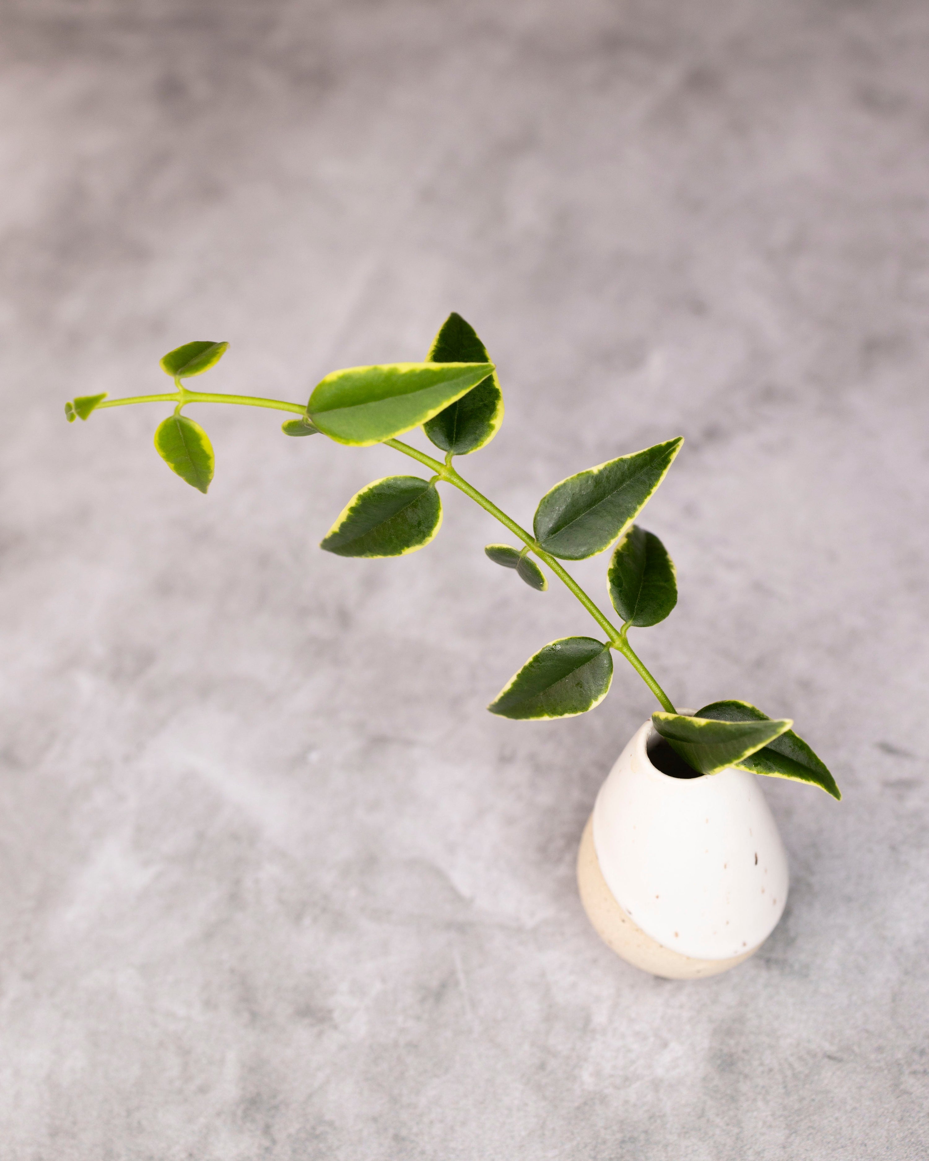 Small white vase with a green leafy branch on a gray background