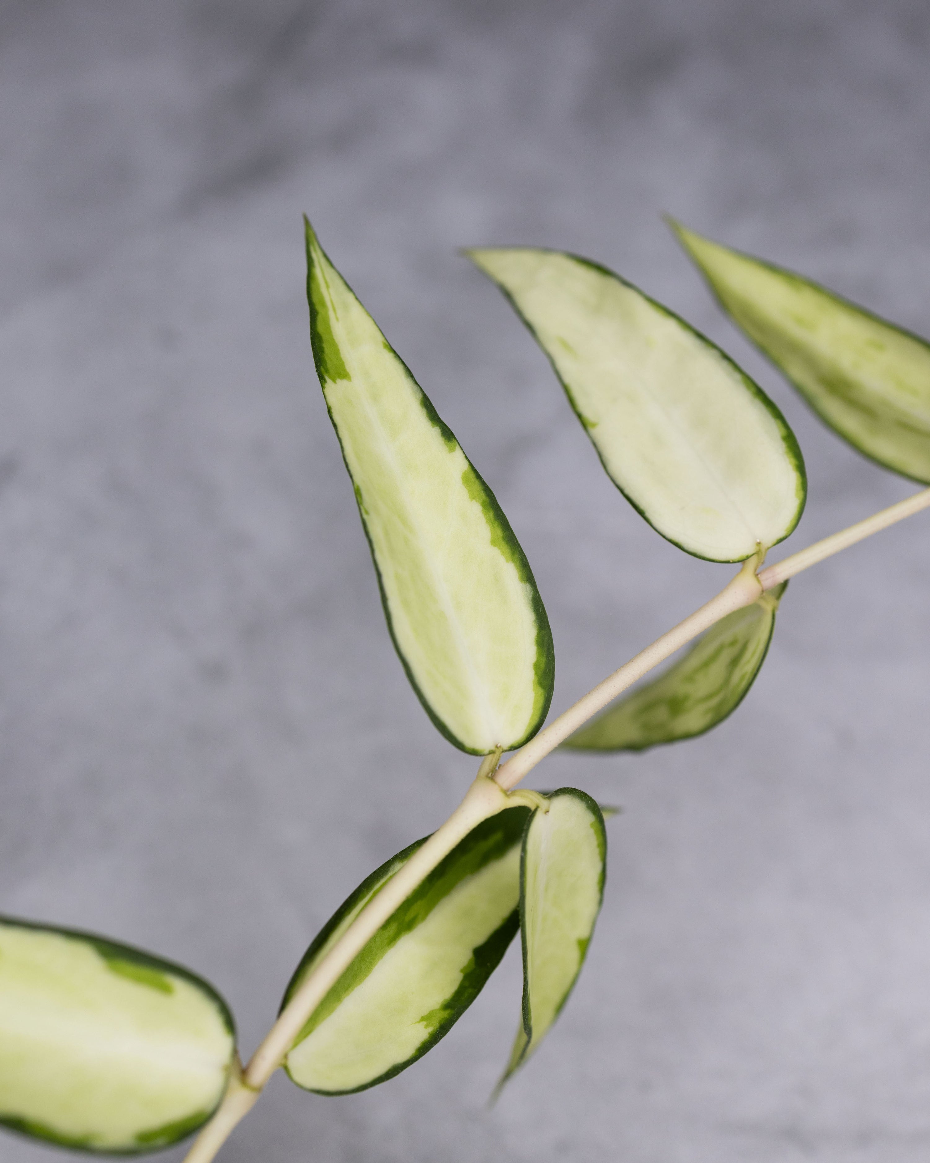 Hoya burmanica (Variegaed)