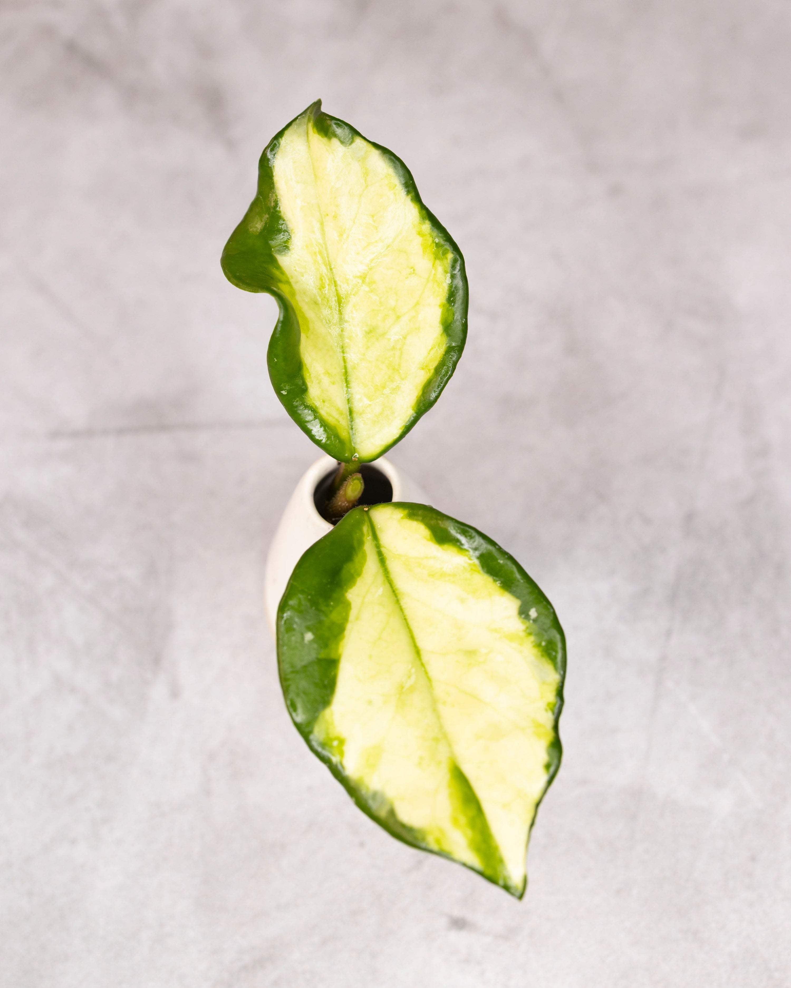 Hoya carnosa &