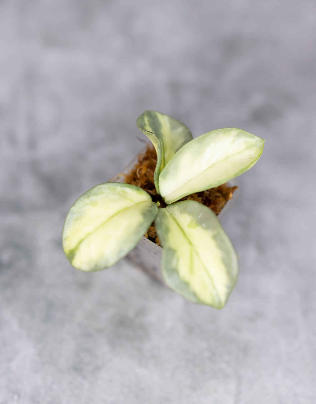 Hoya carnosa &