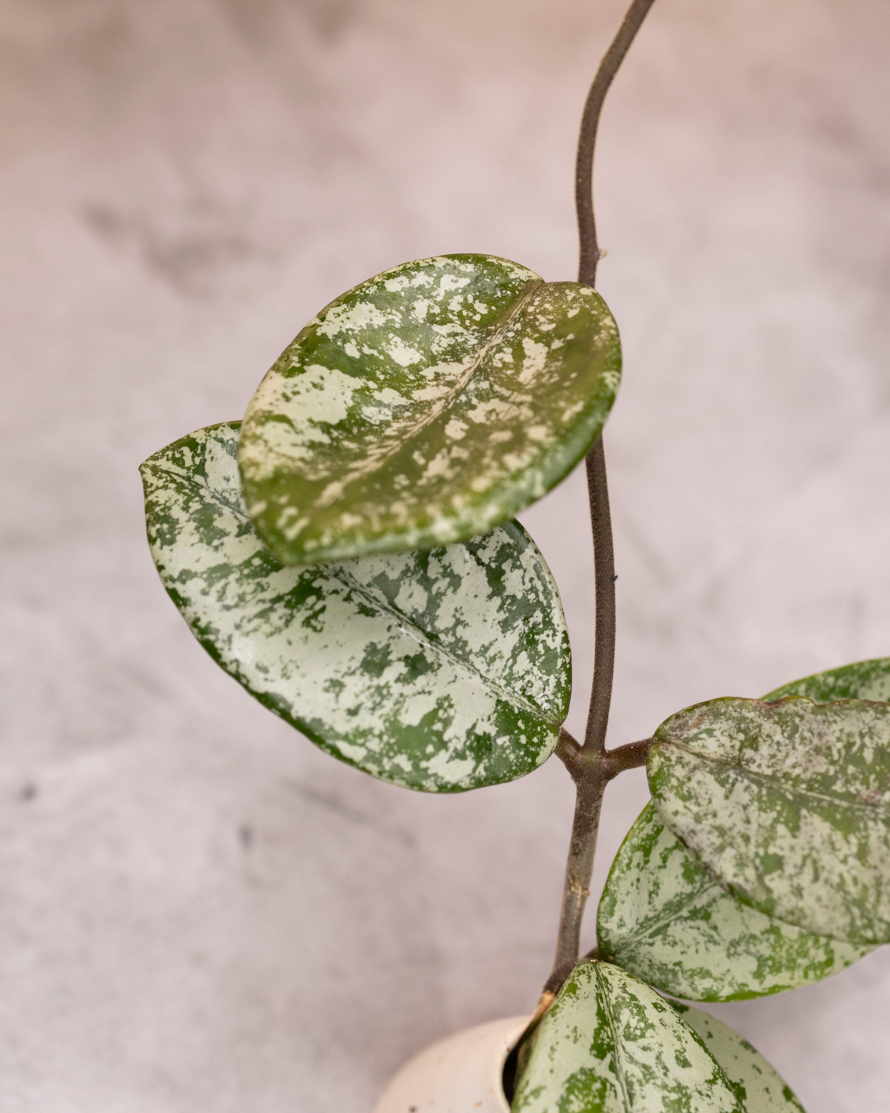 Hoya carnosa &