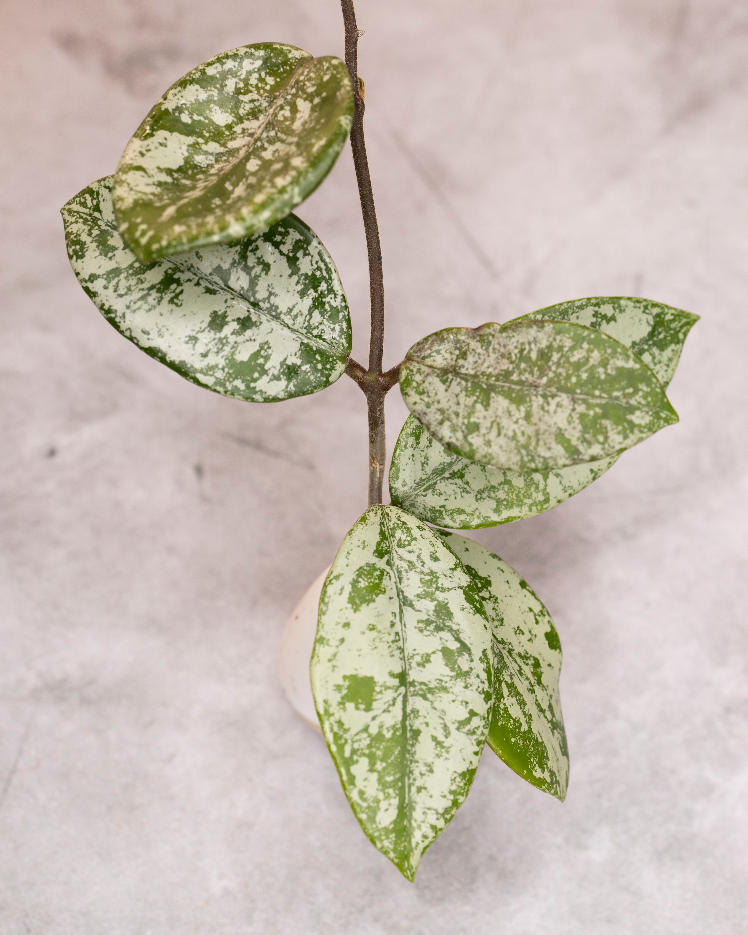 Hoya carnosa &