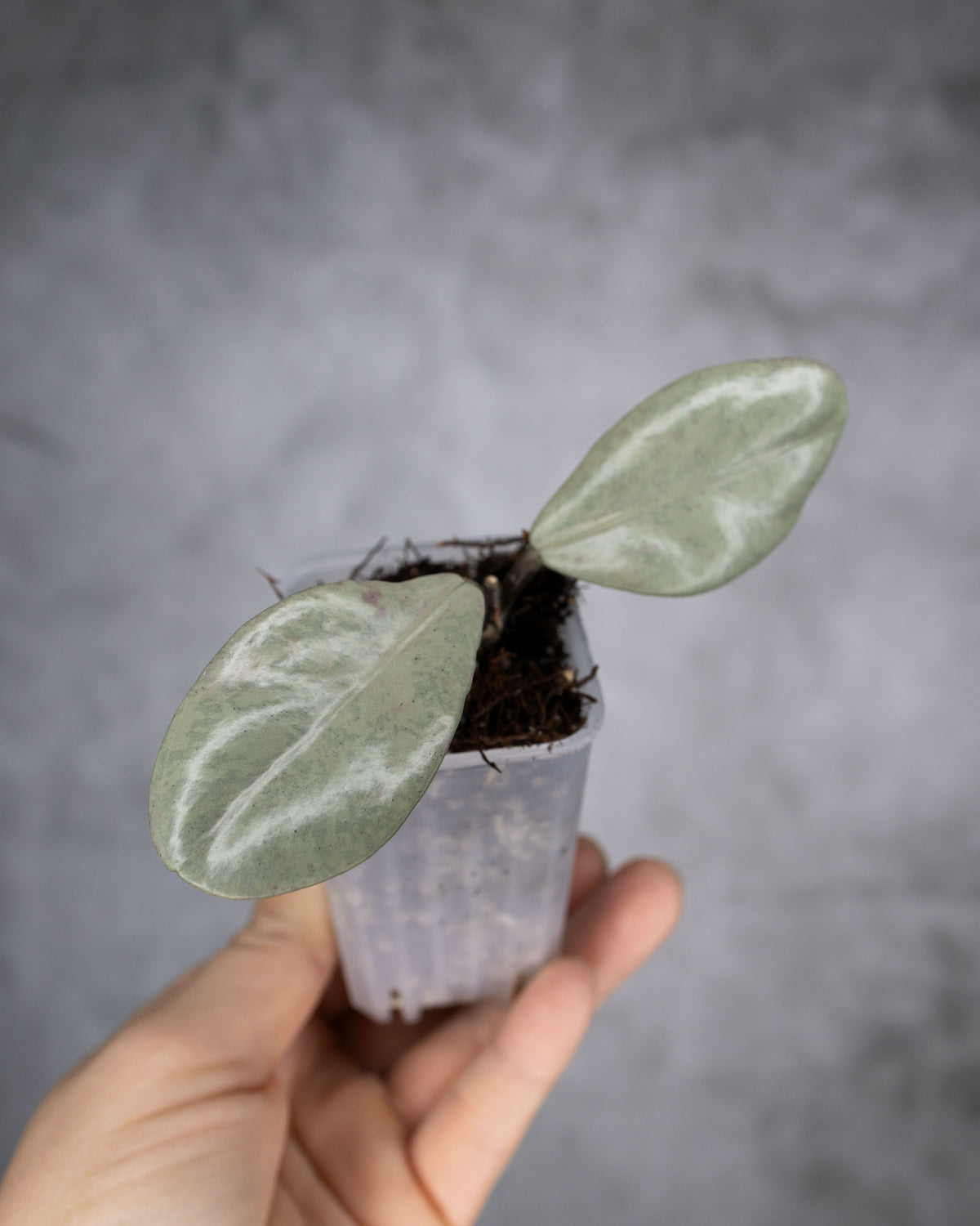 Hoya carnosa &