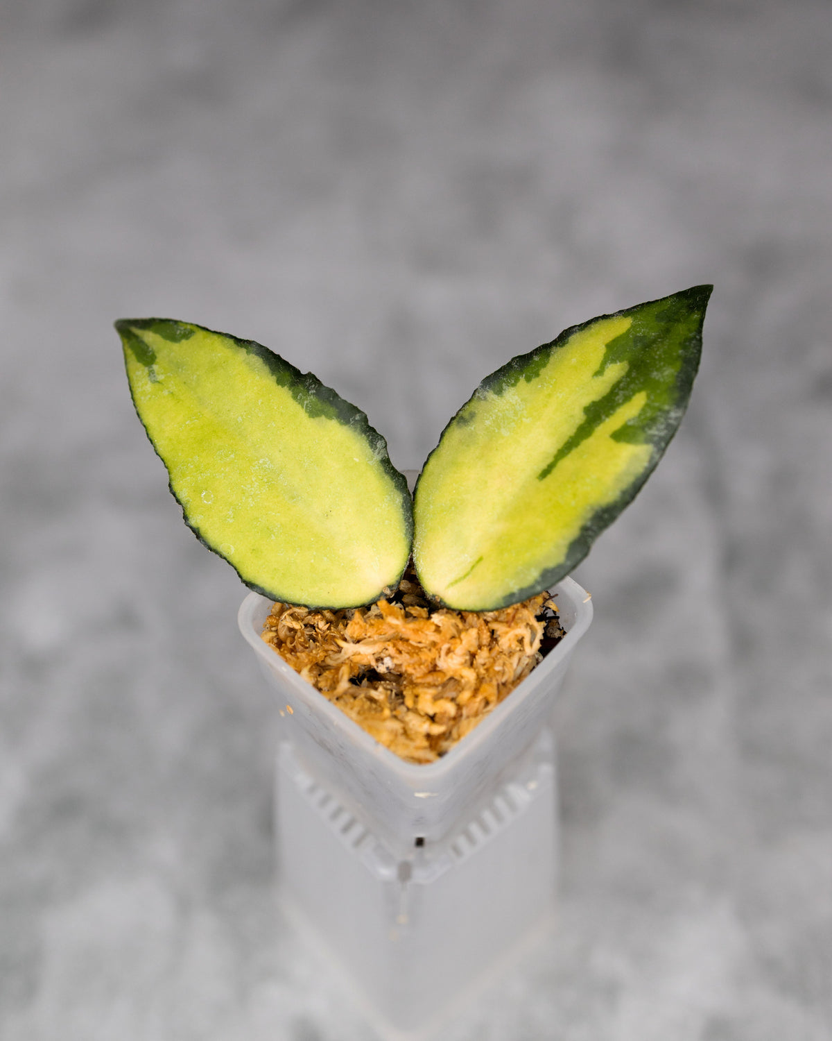 Hoya caudata (Variegated)