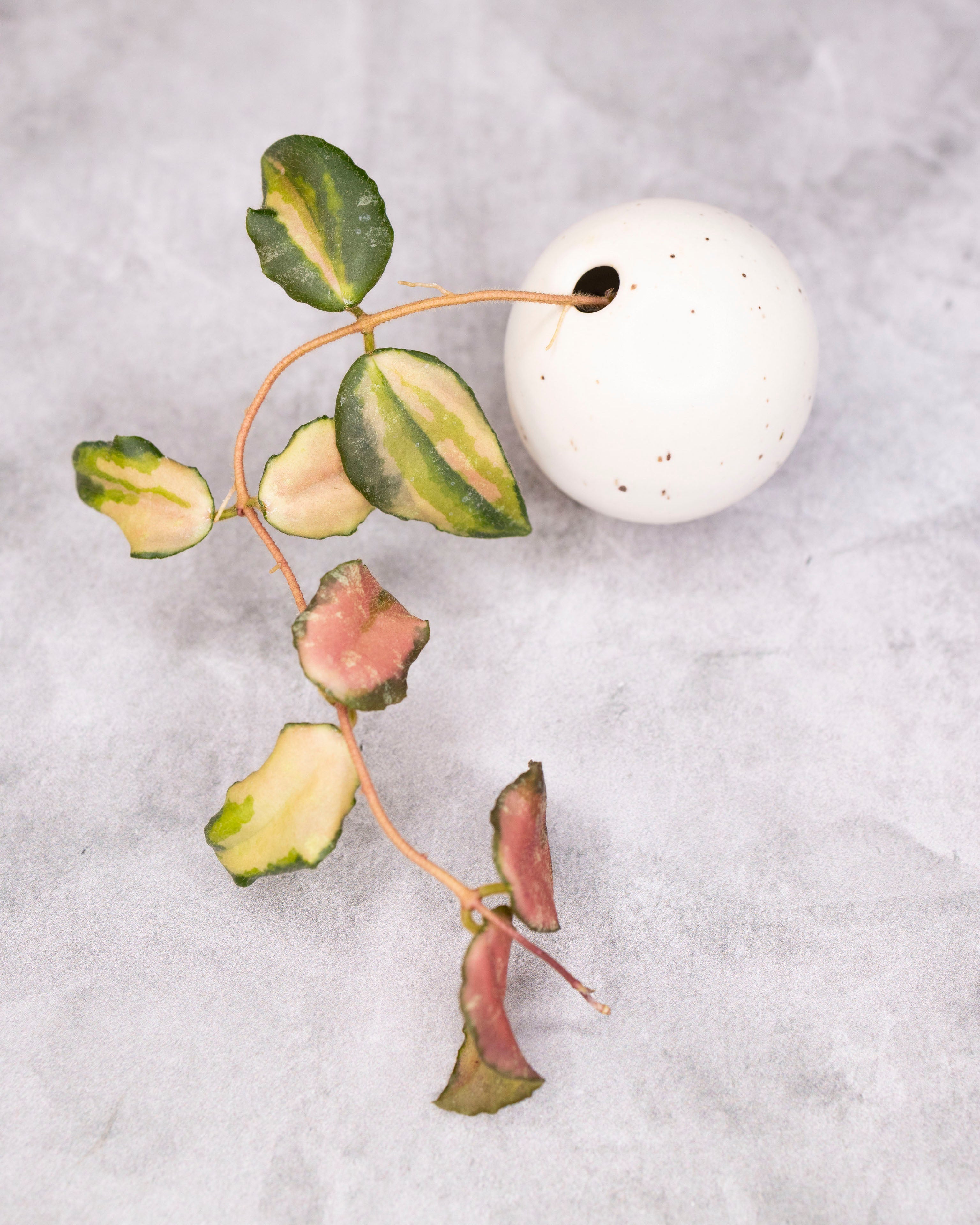 Hoya caudata (variegated)