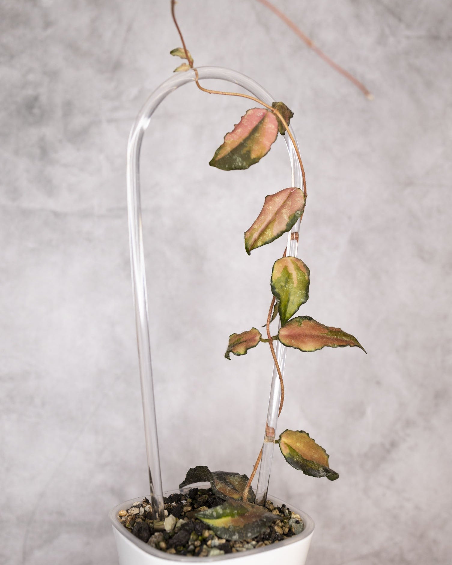 Small potted plant inside a transparent terrarium on a plain background