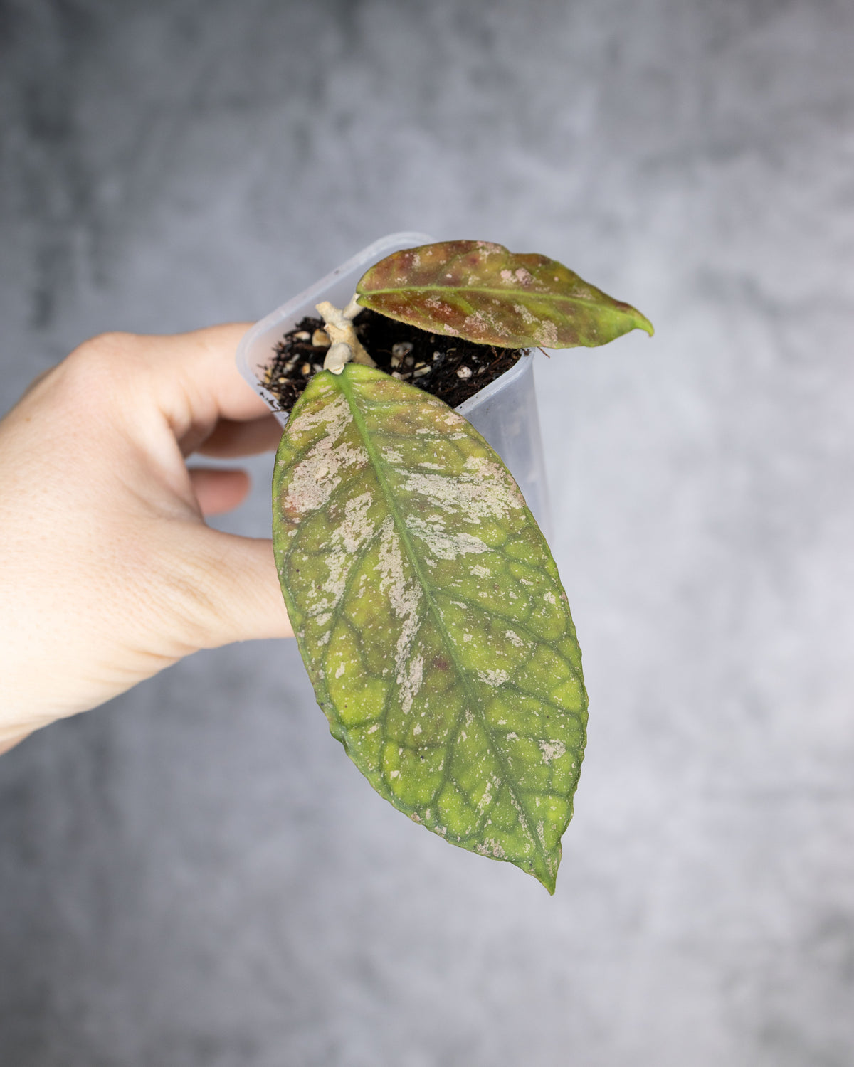 Hoya finlaysonii &