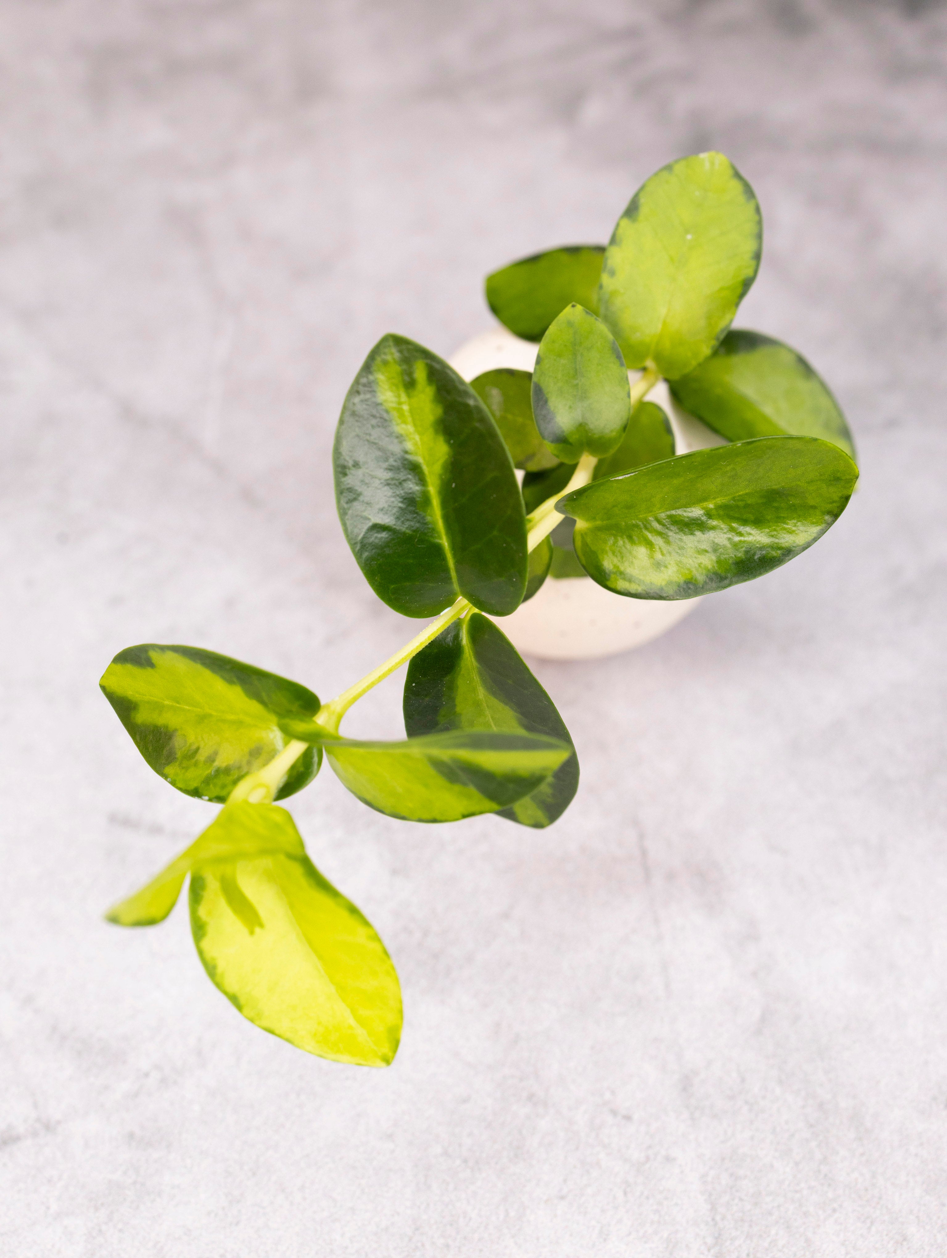 Green leafy plant on a light gray background