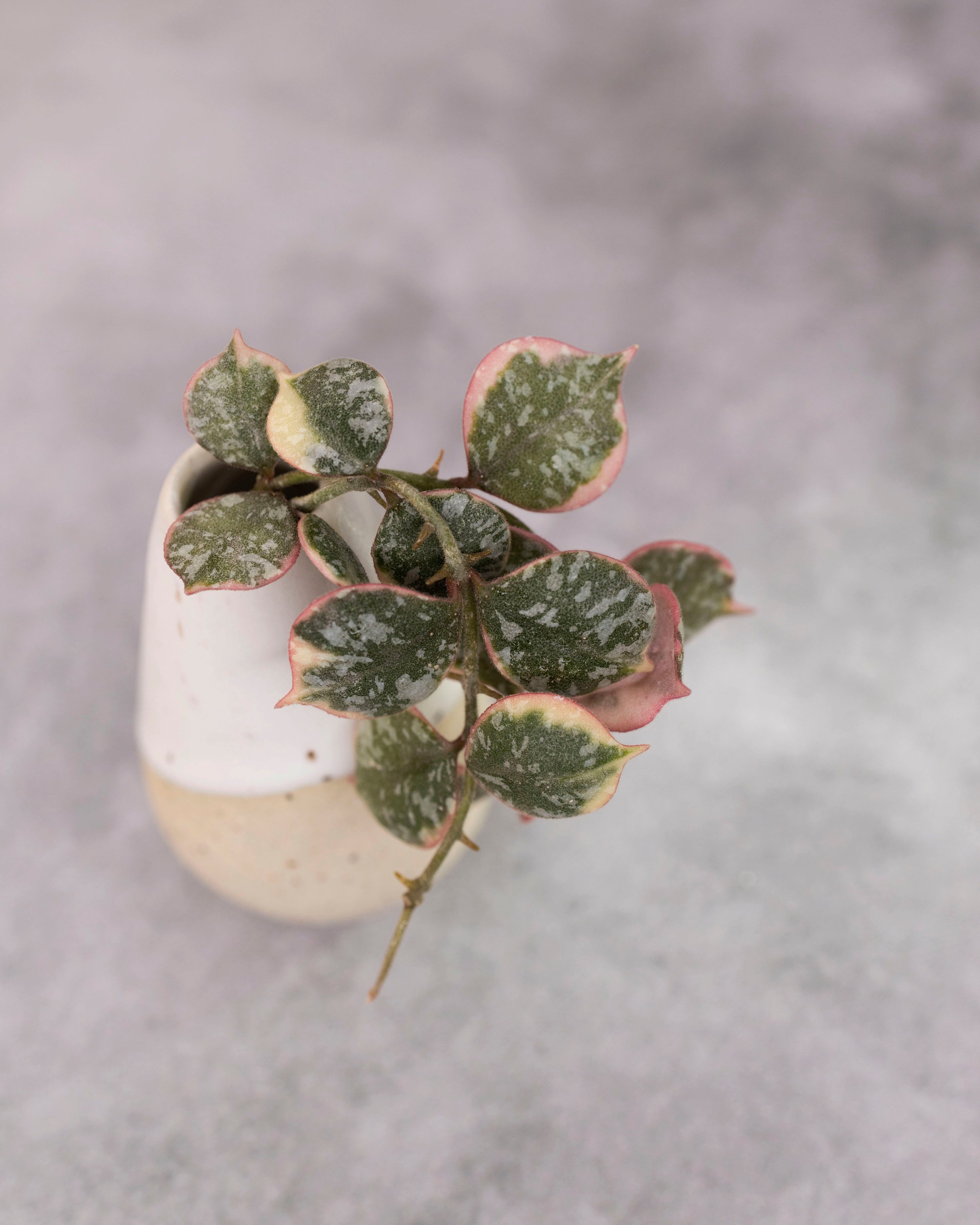 Hoya curtisii (Outer Variegated)