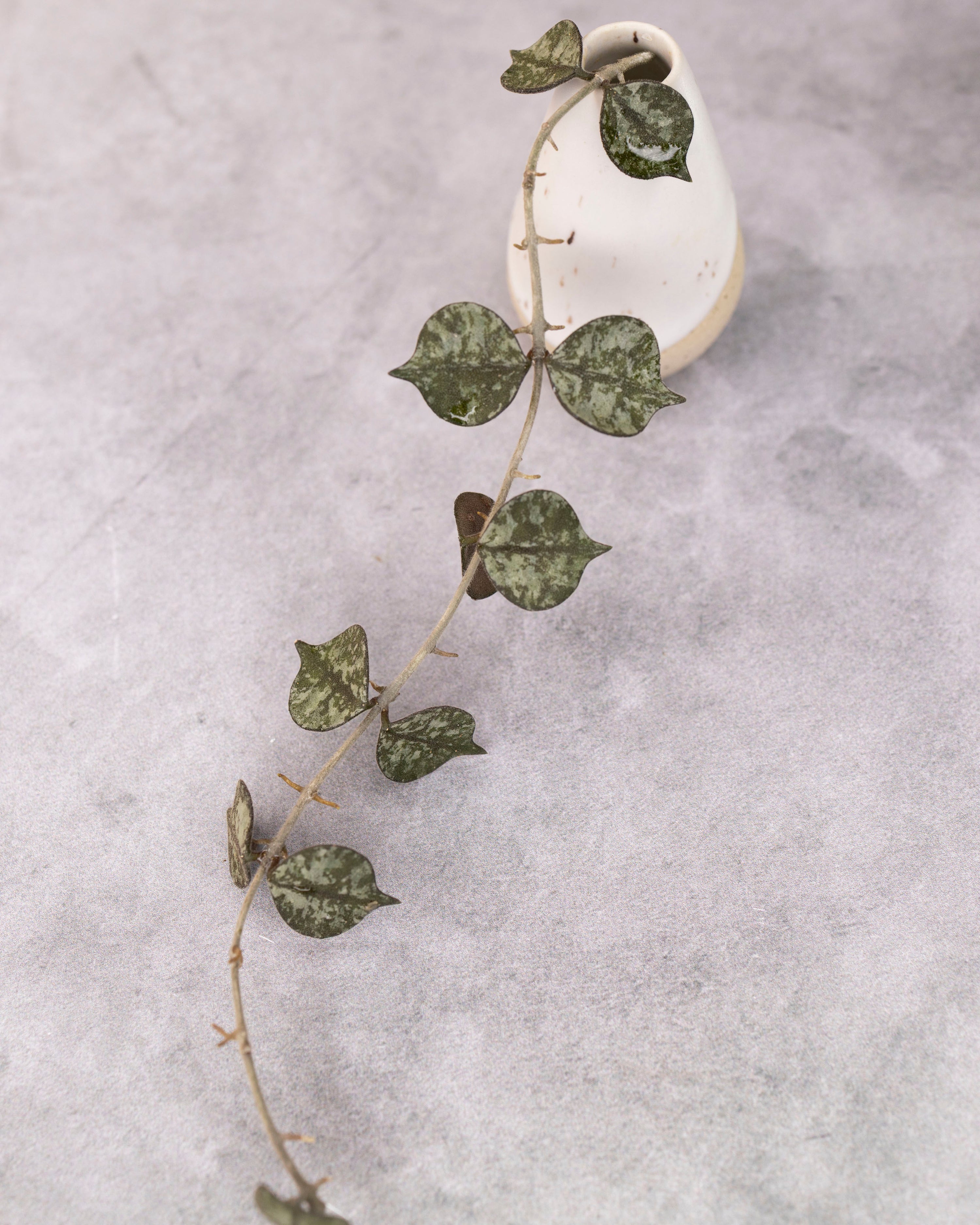 Hoya curtisii (splash)