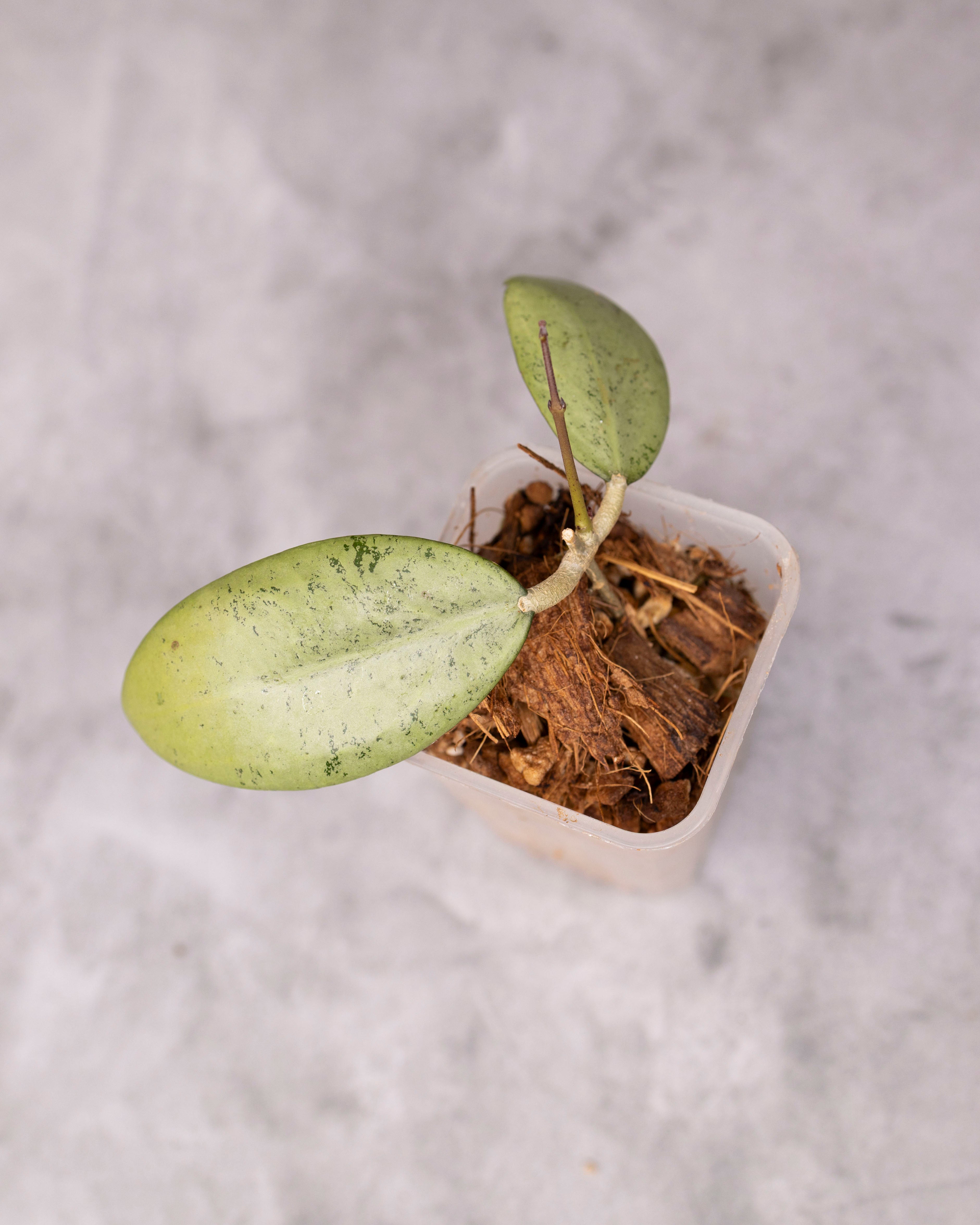 Hoya erythrostemma (Silver) /0140/