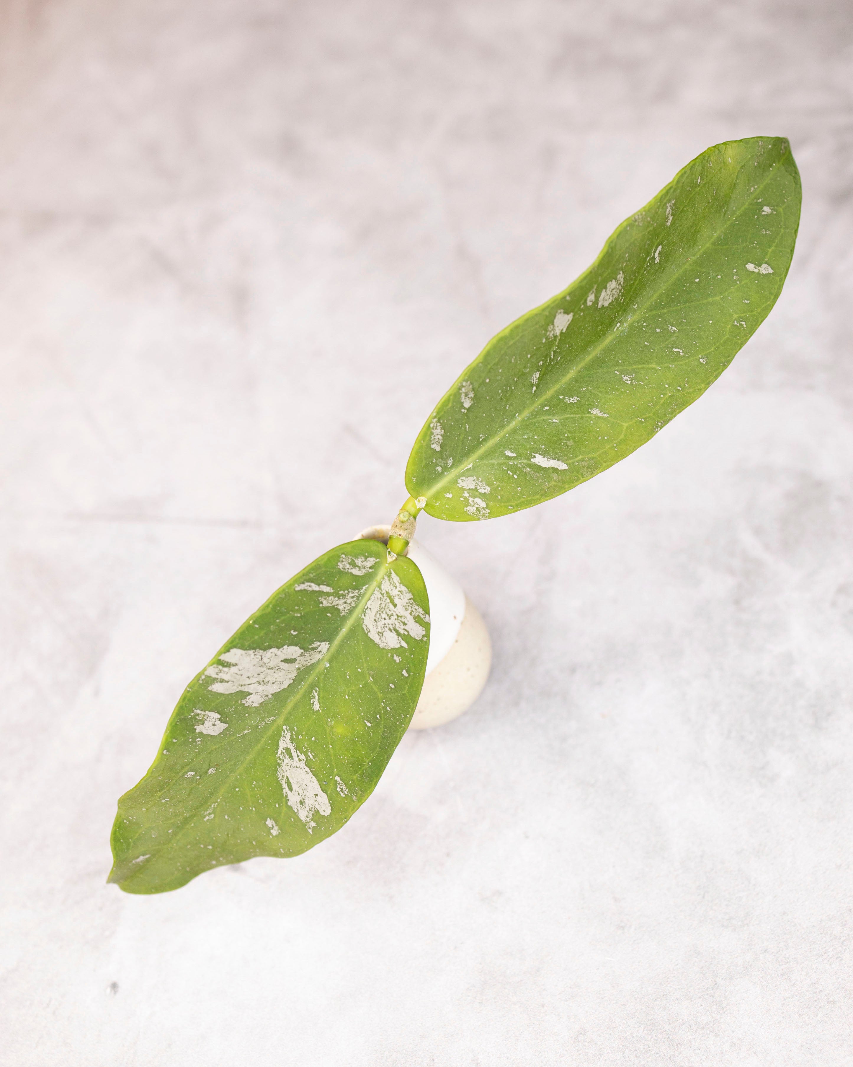 Two green leaves with white spots on a light gray background