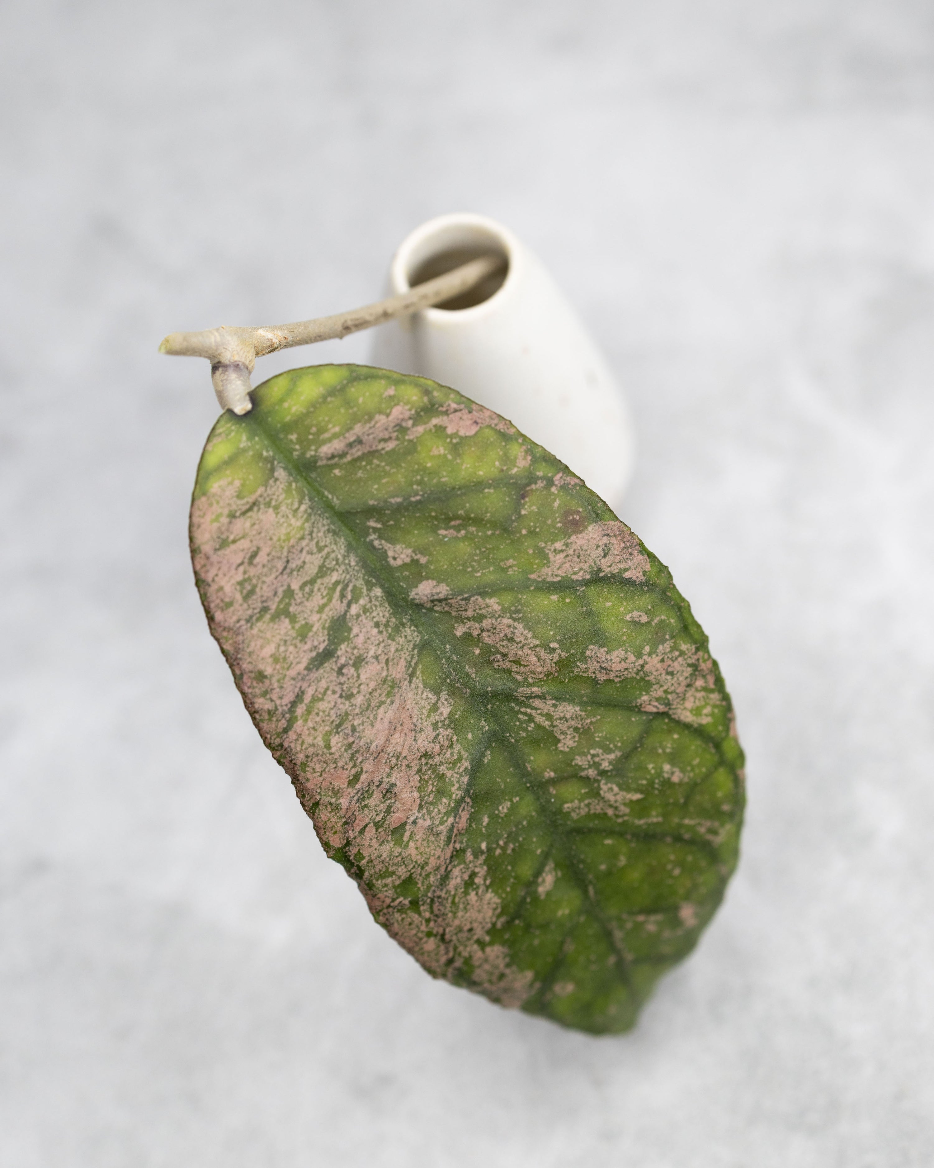 Hoya finlaysonii &