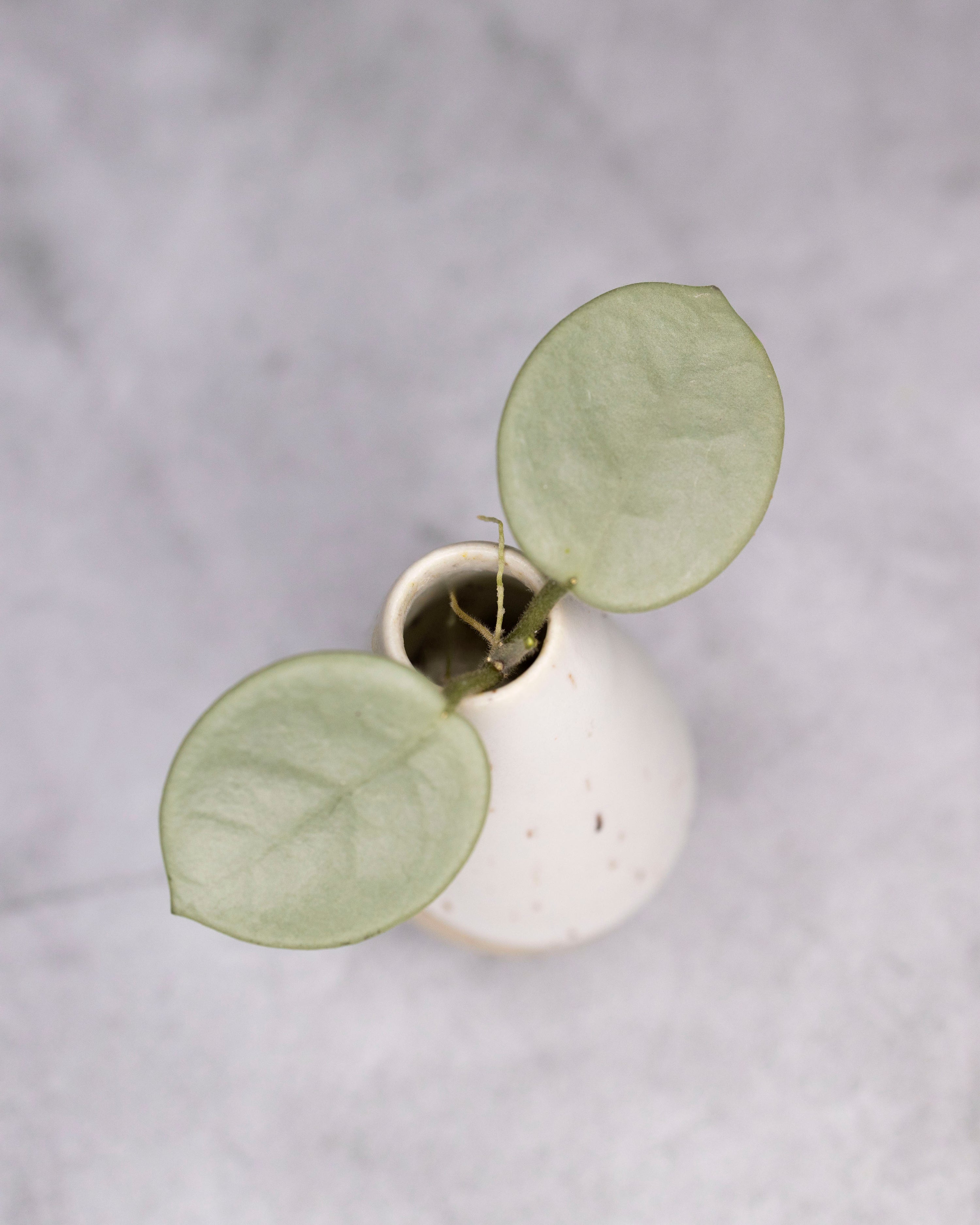Small white ceramic pot with a succulent plant on a light gray background