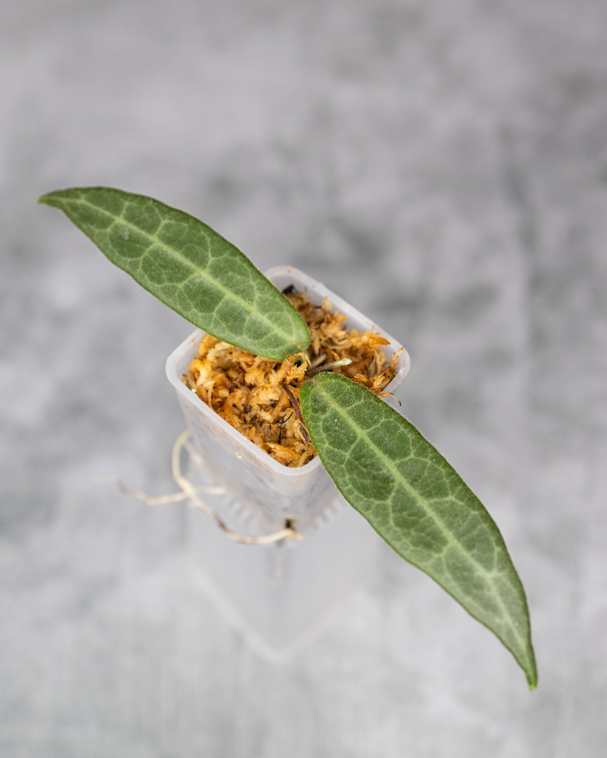 Hoya hypolasia