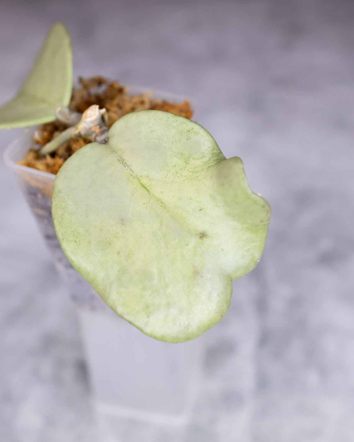 Hoya kerrii (Silver) (deformed leaf)