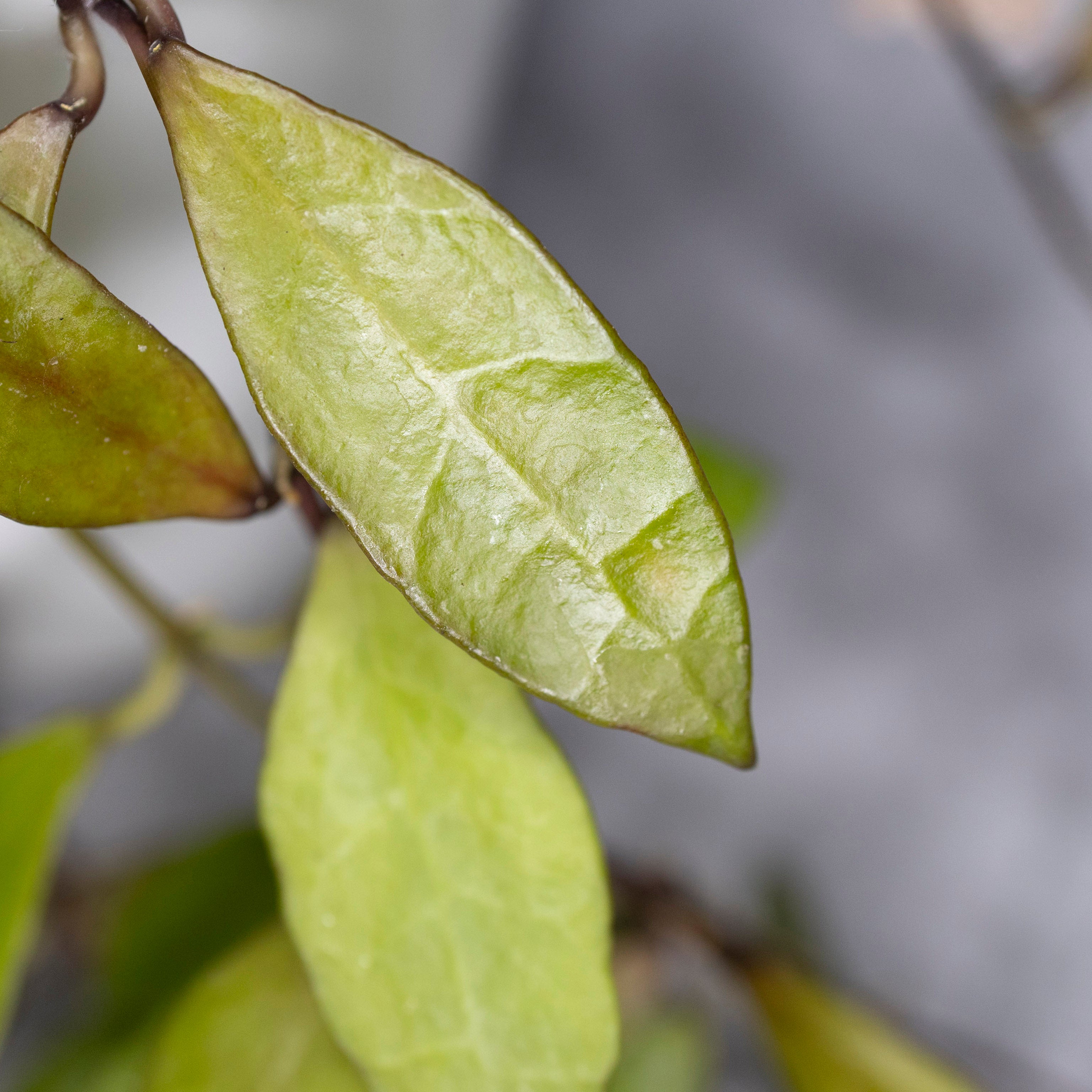 Close-up of green-golden leaves with a blurred background