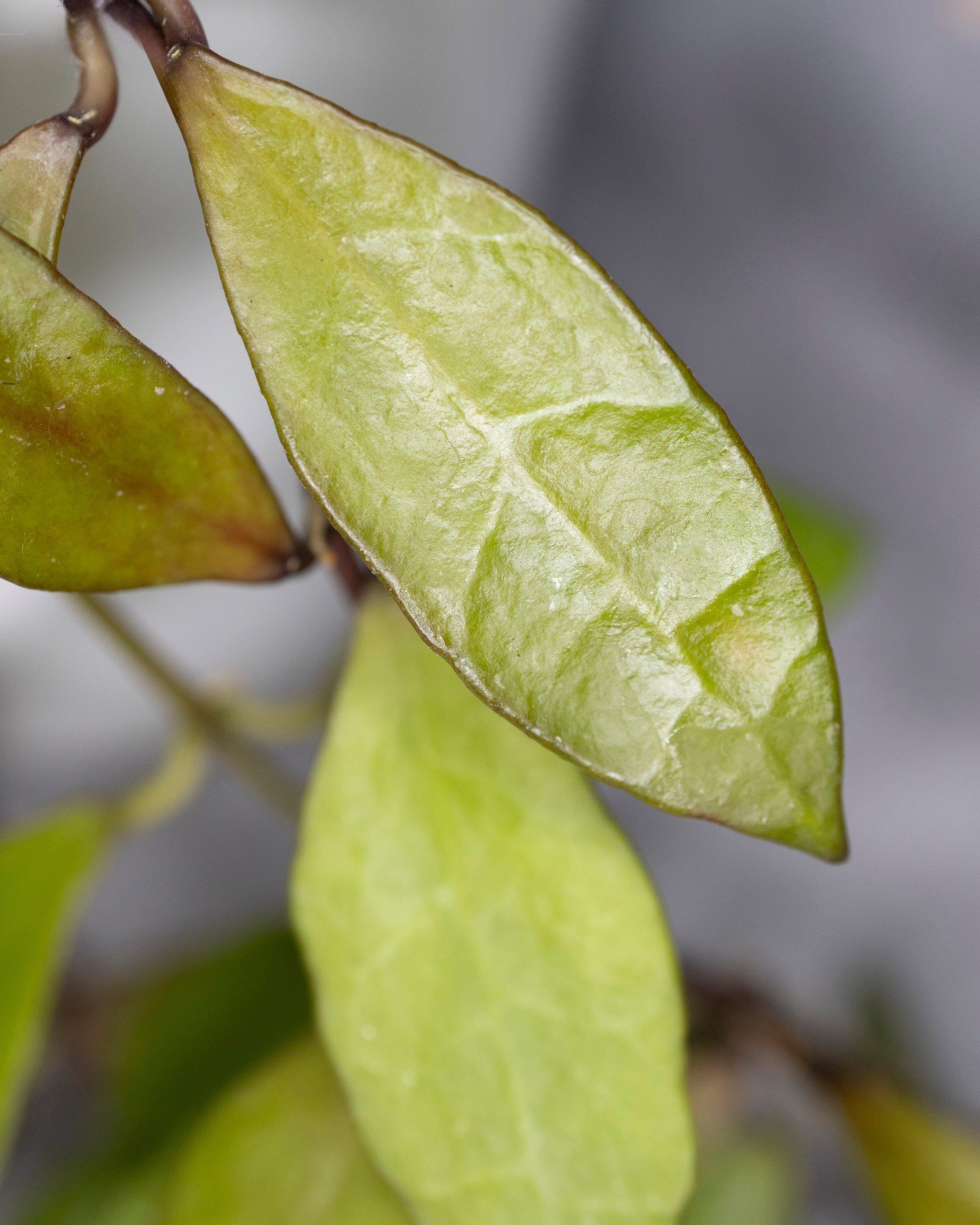 Close-up of green-golden leaves with a blurred background