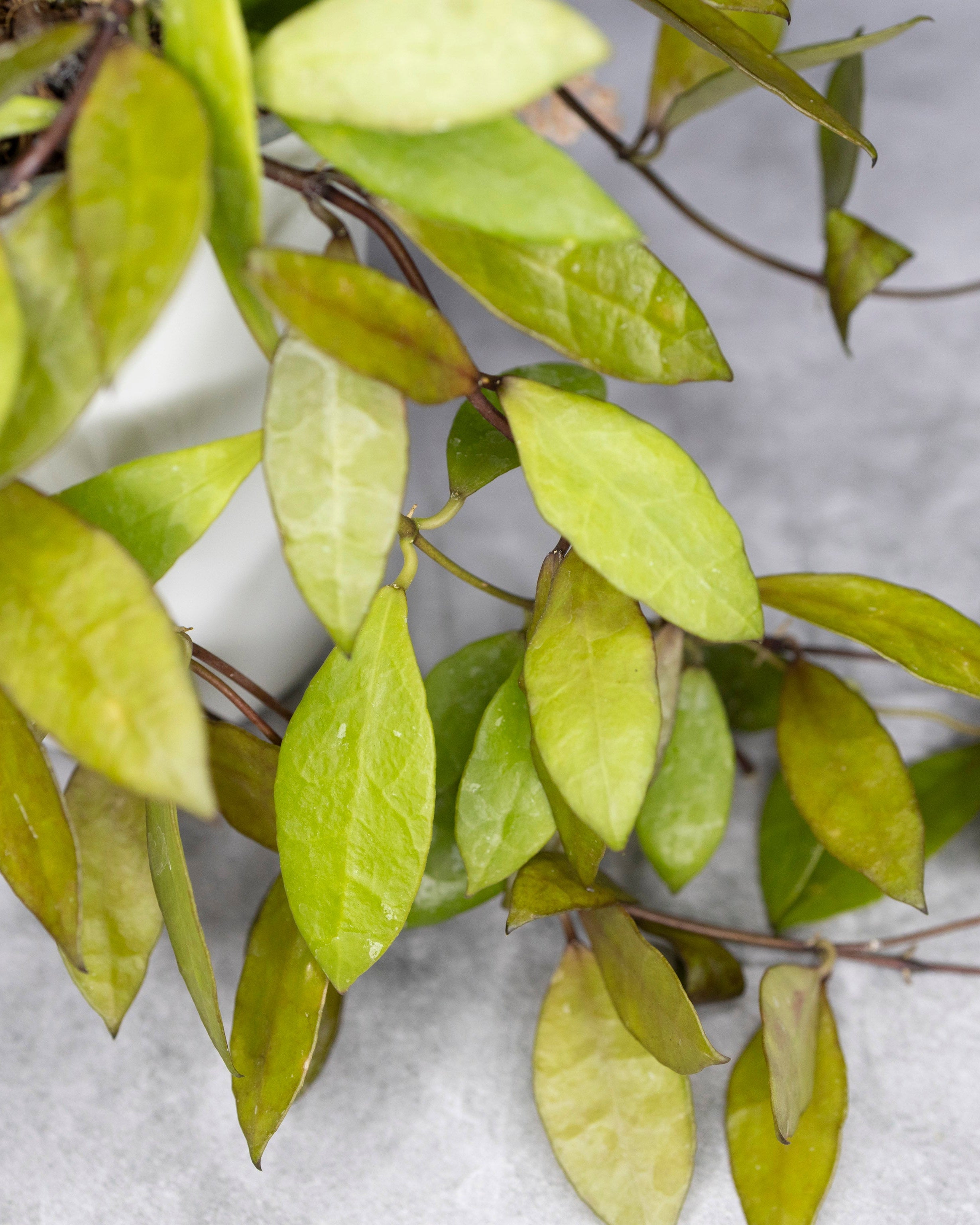 Close-up of a plant with golden leaves on a gray background